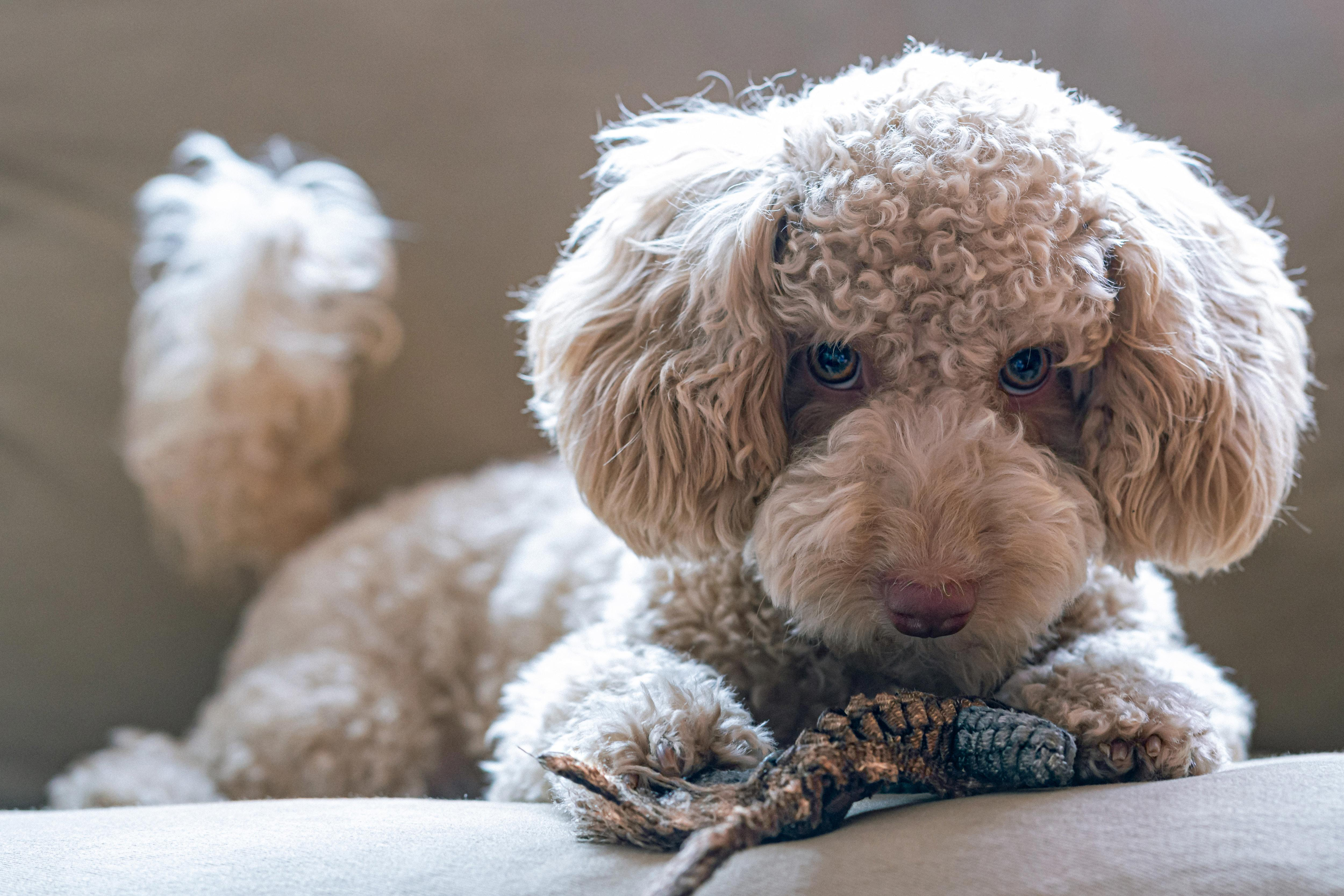 Exploring the Differences Between Standard and Miniature Poodles