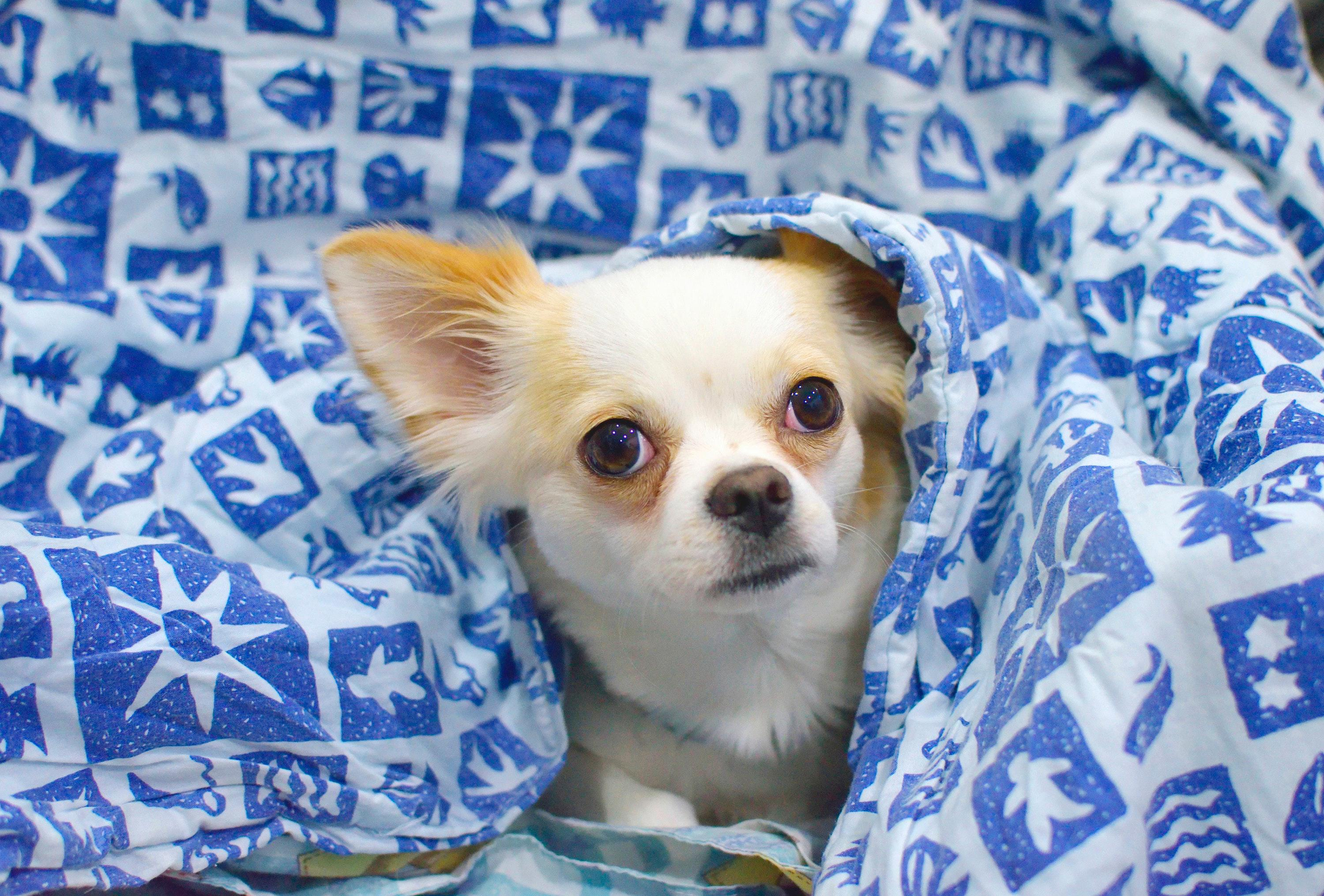 The Sweet Treat You Can Give to Your Chihuahua: Bananas!