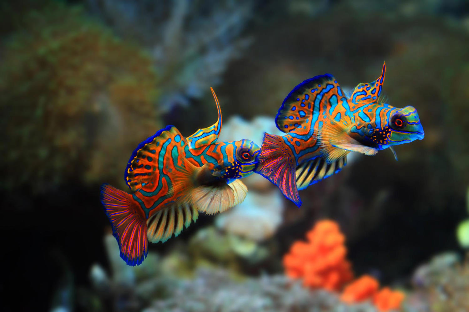 Maximizing Fish Happiness in a Small Aquarium