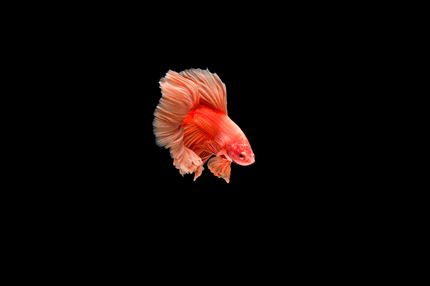 Unleashing your Fish's Inner Talent: Training Your Fish to Do Tricks!