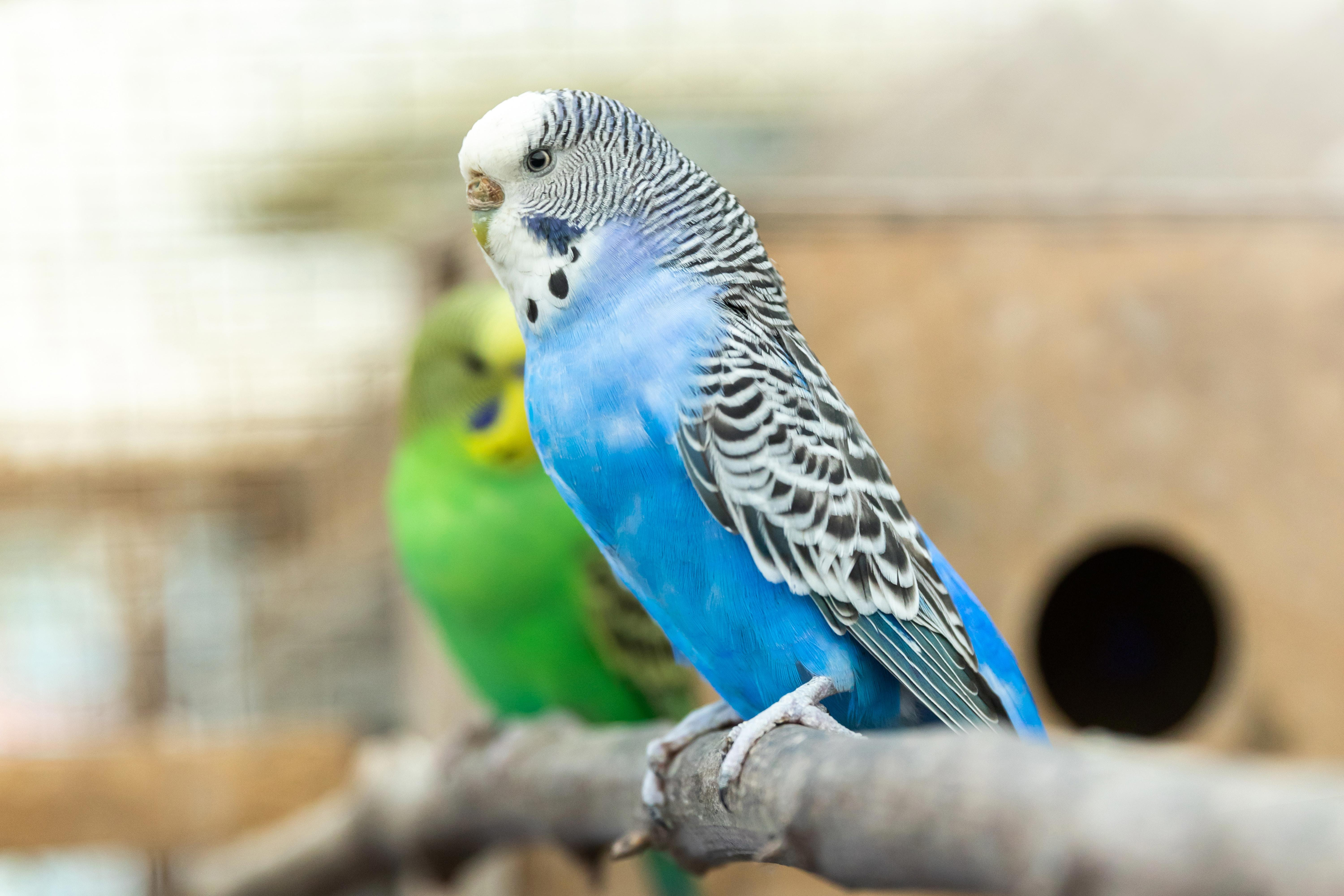 The Pros and Cons of Clipping Your Bird's Wings