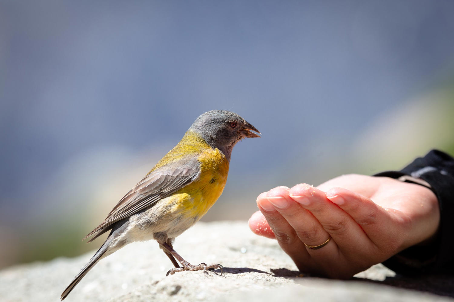 Taming Territoriality: Dealing with Your Bird's Protective Instincts
