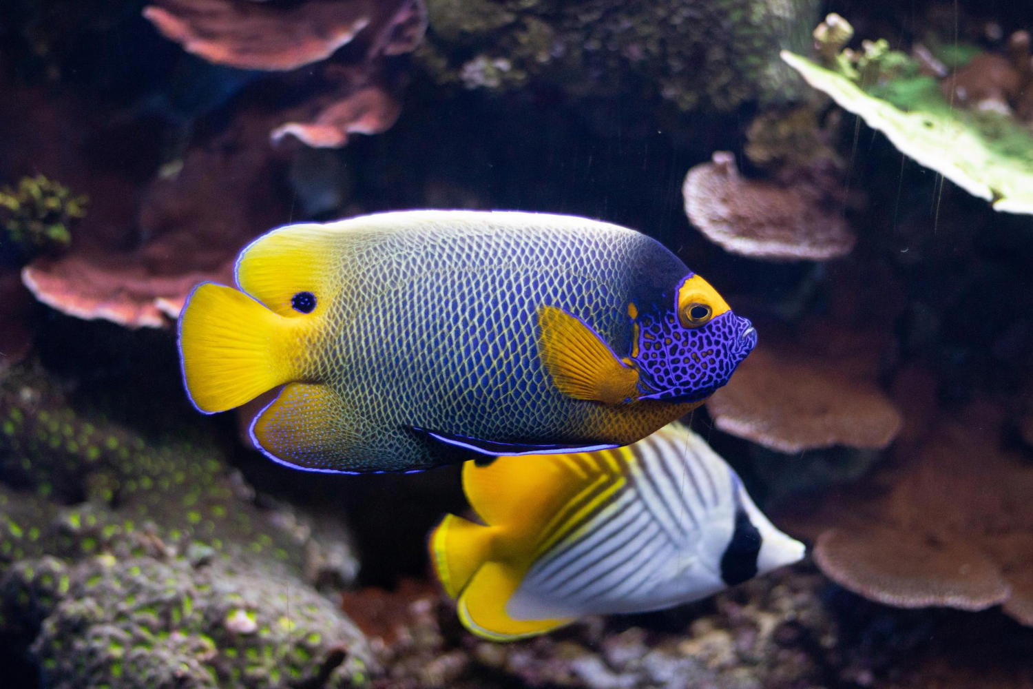 Choosing the Right Substrate for Your Fish Tank: A Guide for Beginners