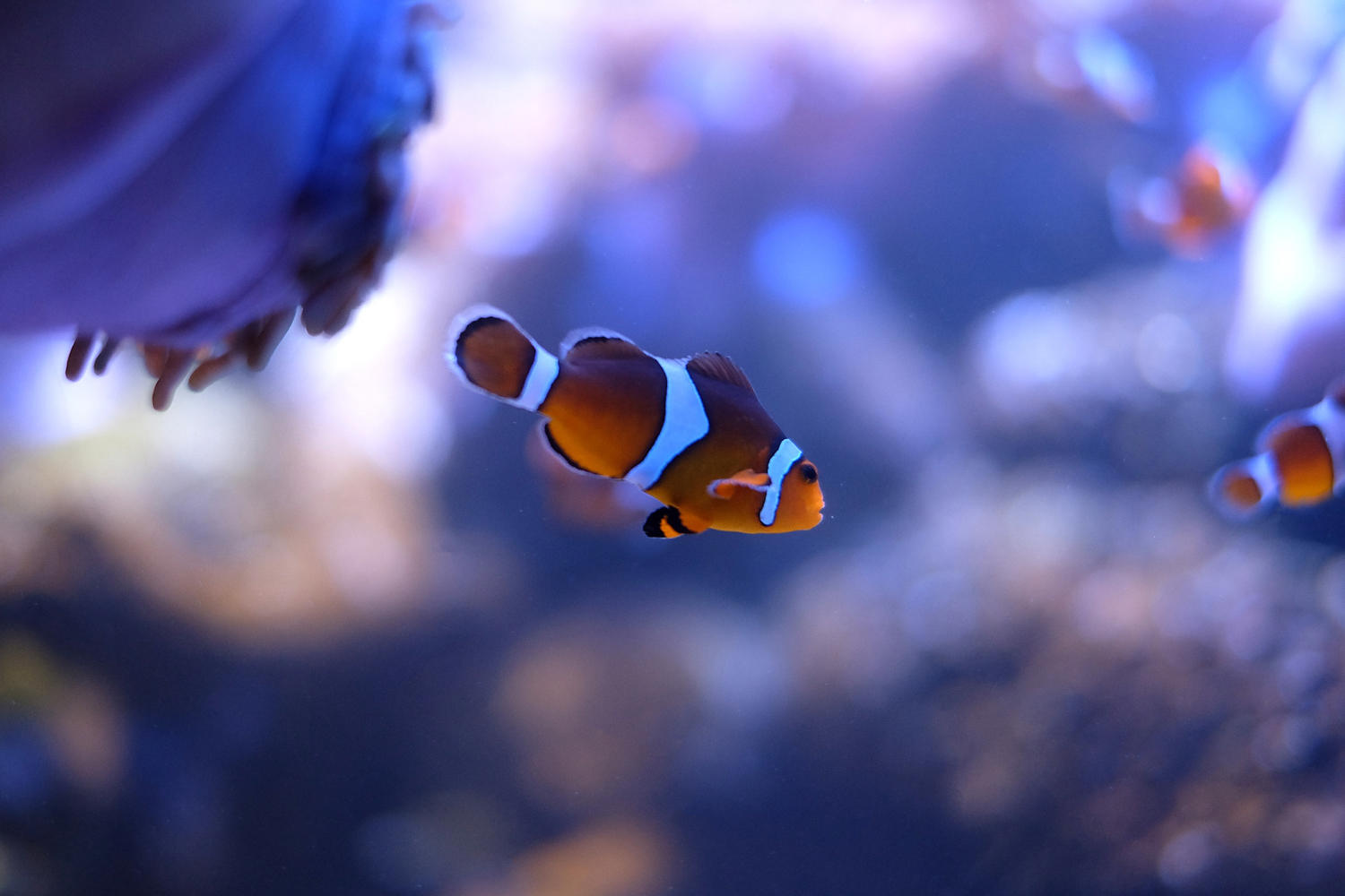 Fun Ways to Keep Your Fish Entertained: Finding the Right Toys for Your Aquarium