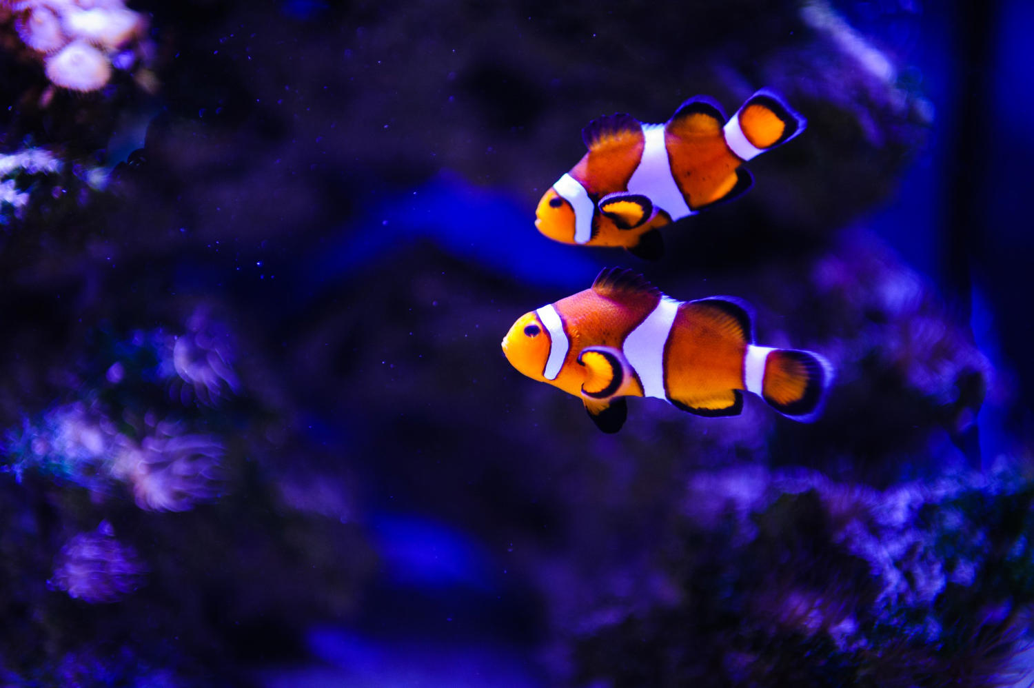 Guide to Successfully Maintaining a Saltwater Aquarium