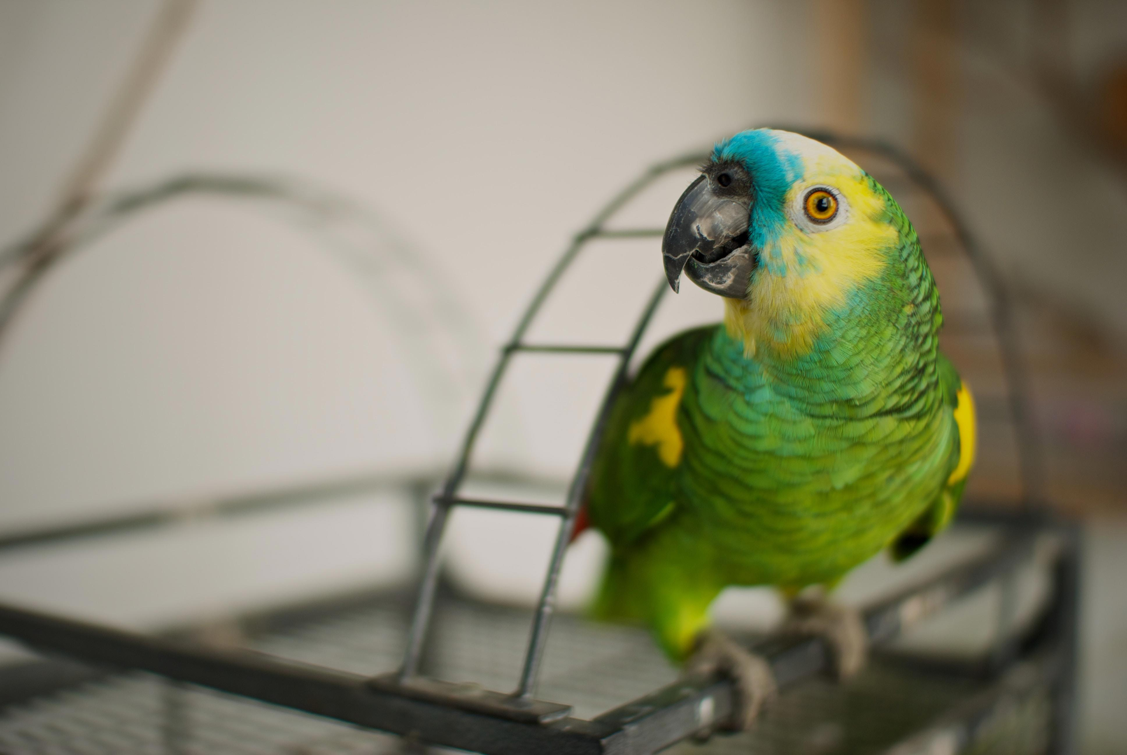 Traveling With Your Pet Bird: Tips for Flying on an Airplane
