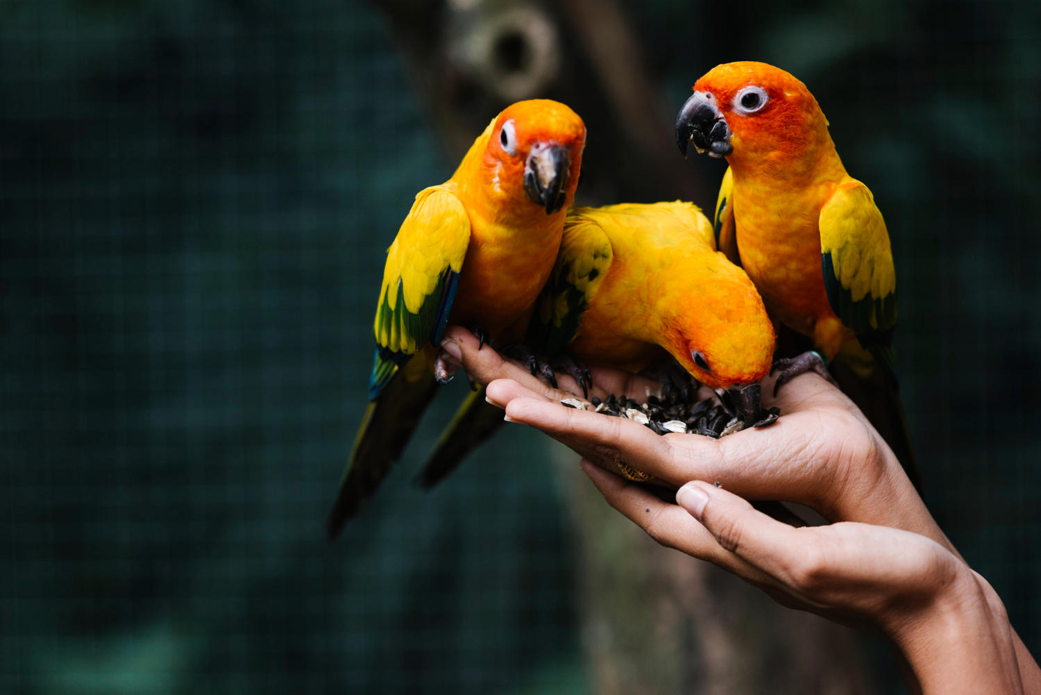 Creating a Bond with Your Bird: Tips for Socializing Your Pet