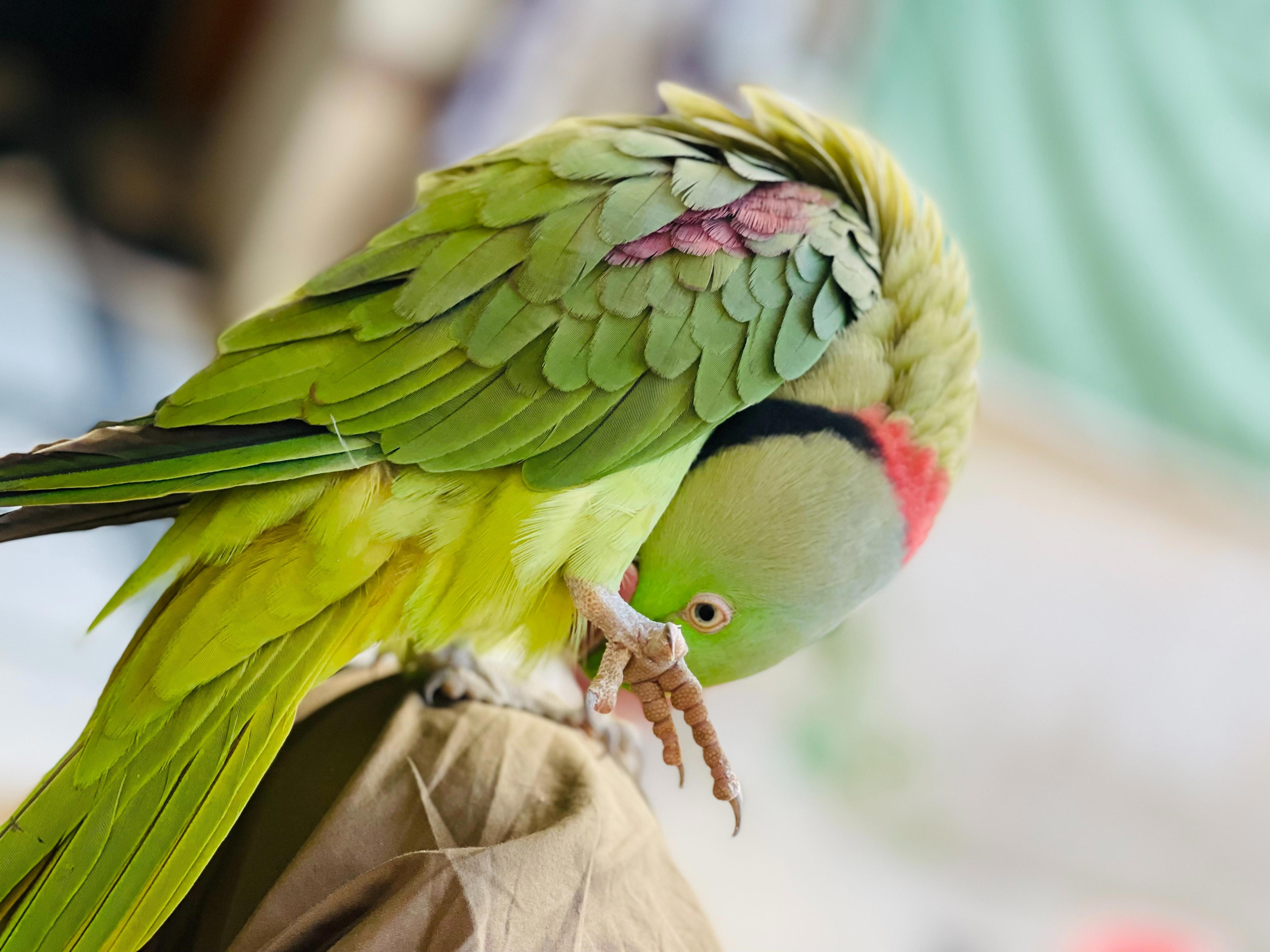 Choosing the Perfect Perch for Your Pet Bird's Cage