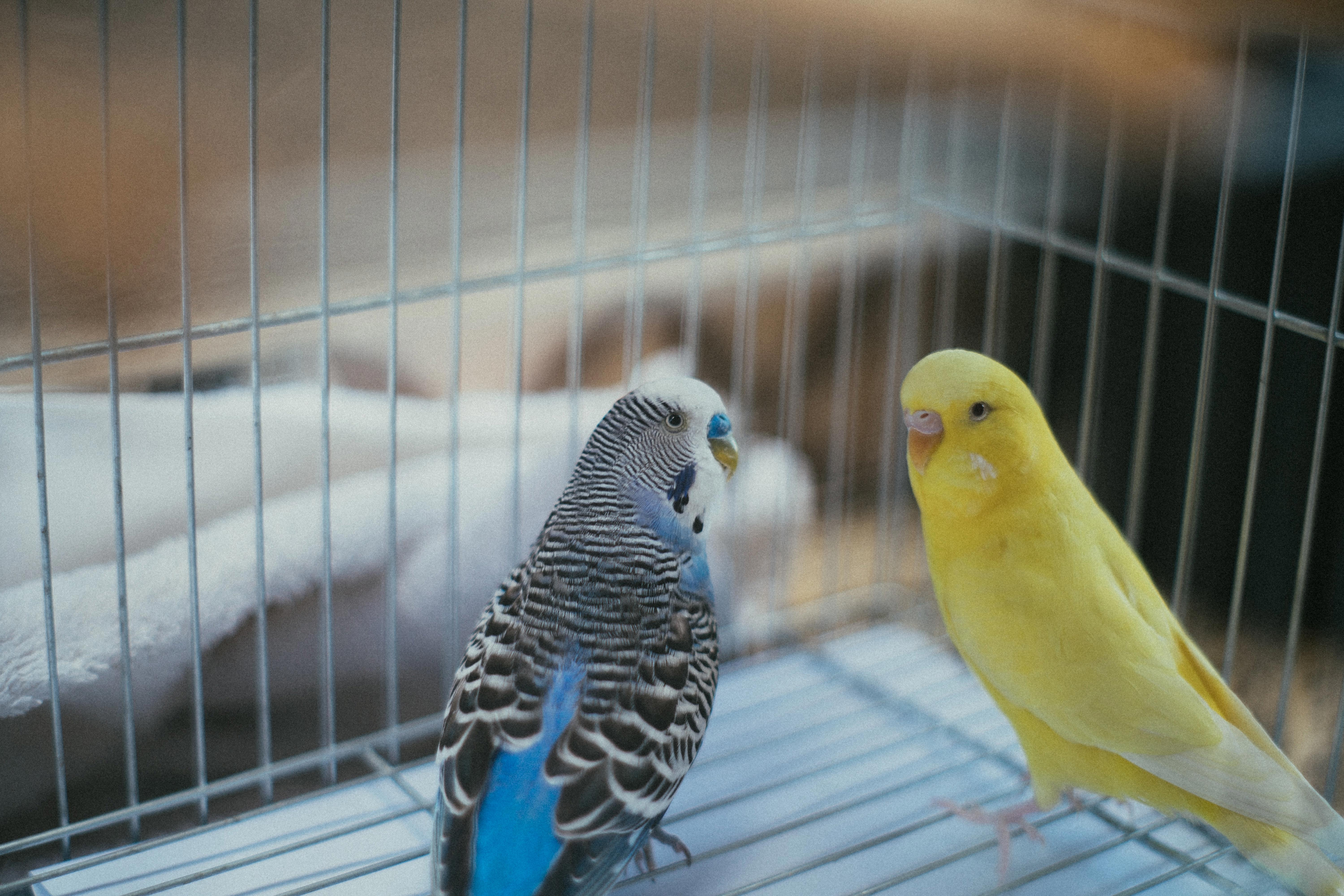 Choosing the Right Cage Size for Your Pet Bird