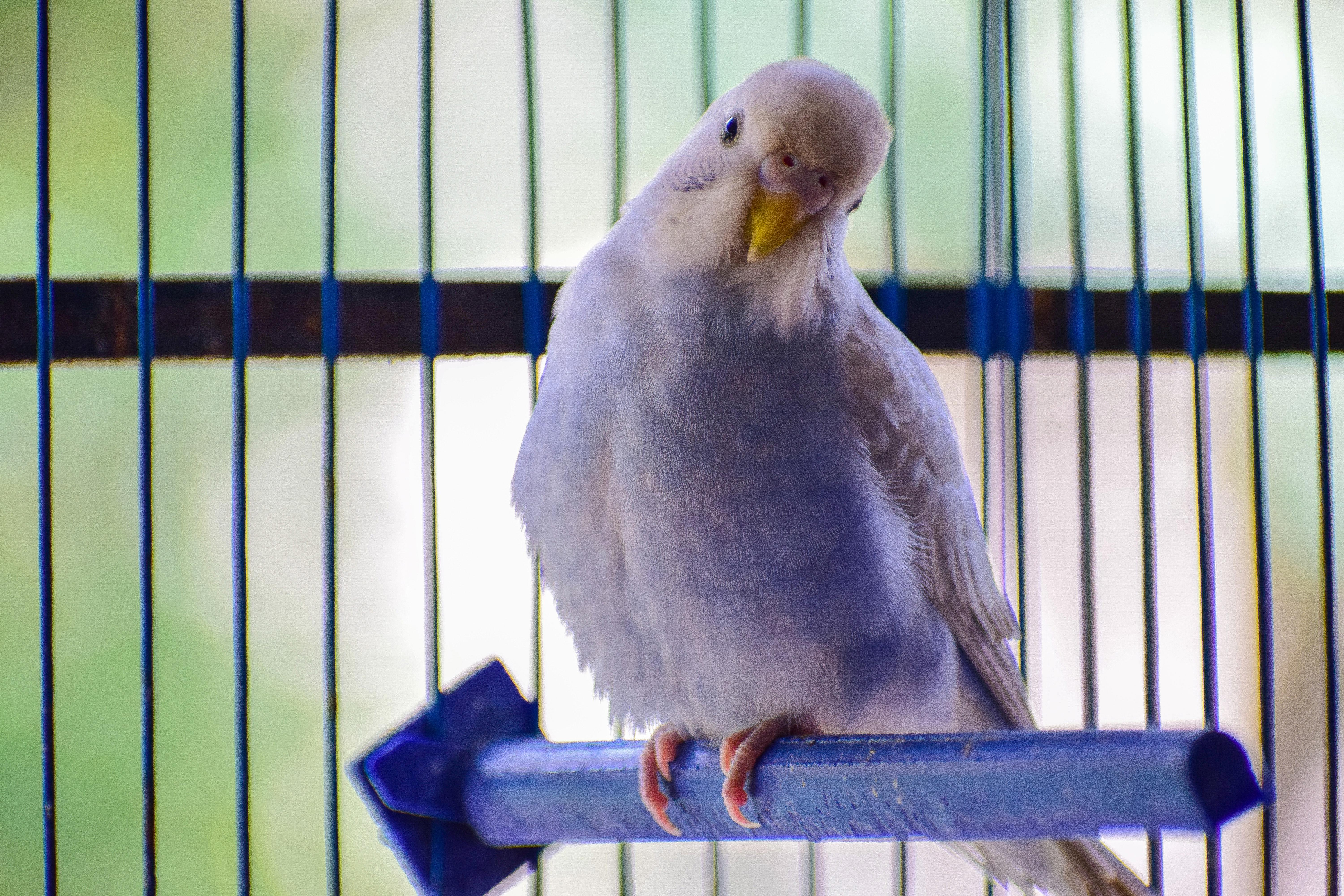 The Pros & Cons of Keeping a Pet Bird