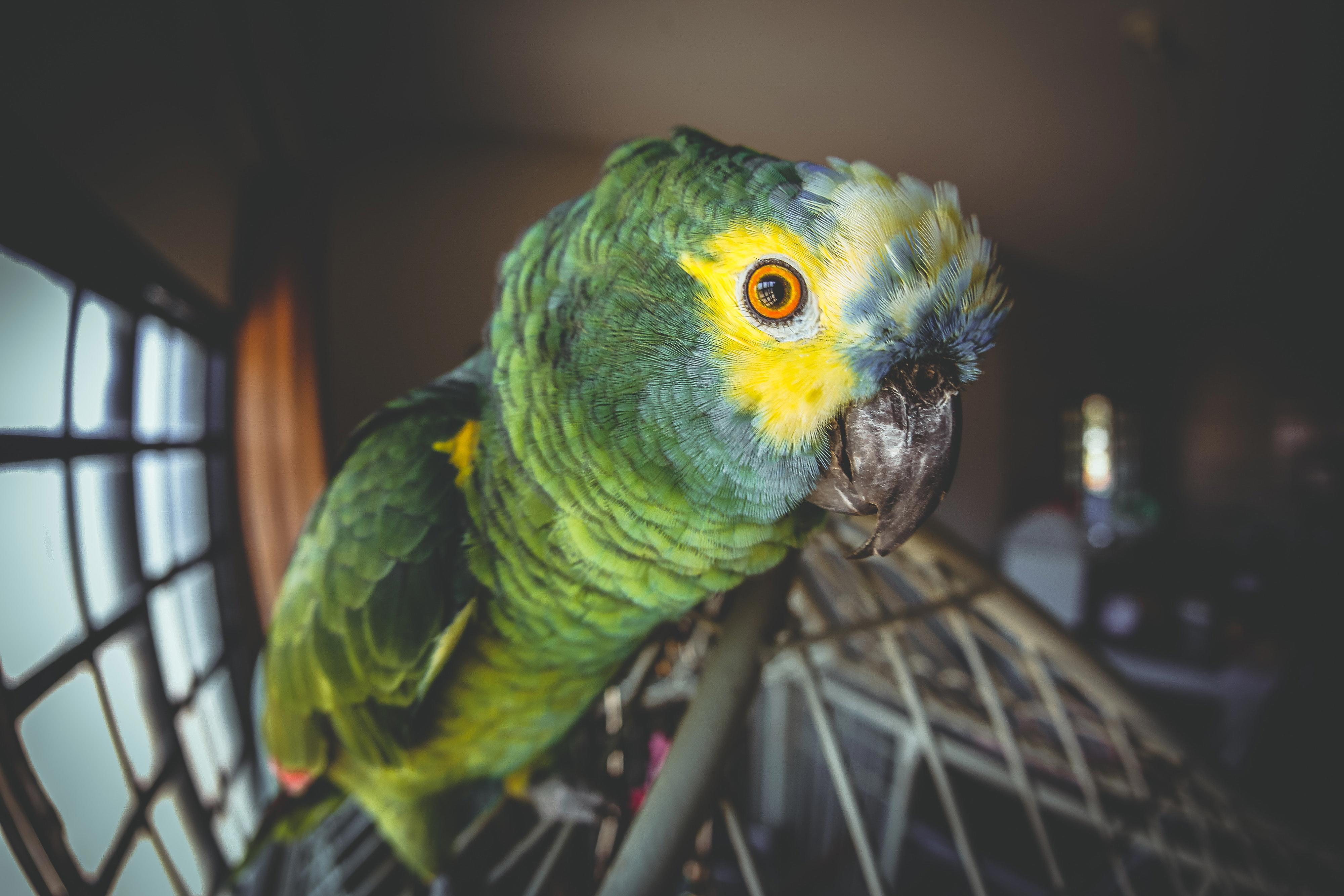 Creating a Special Bond with Your Bird: Tips for Strengthening the Human-Bird Connection