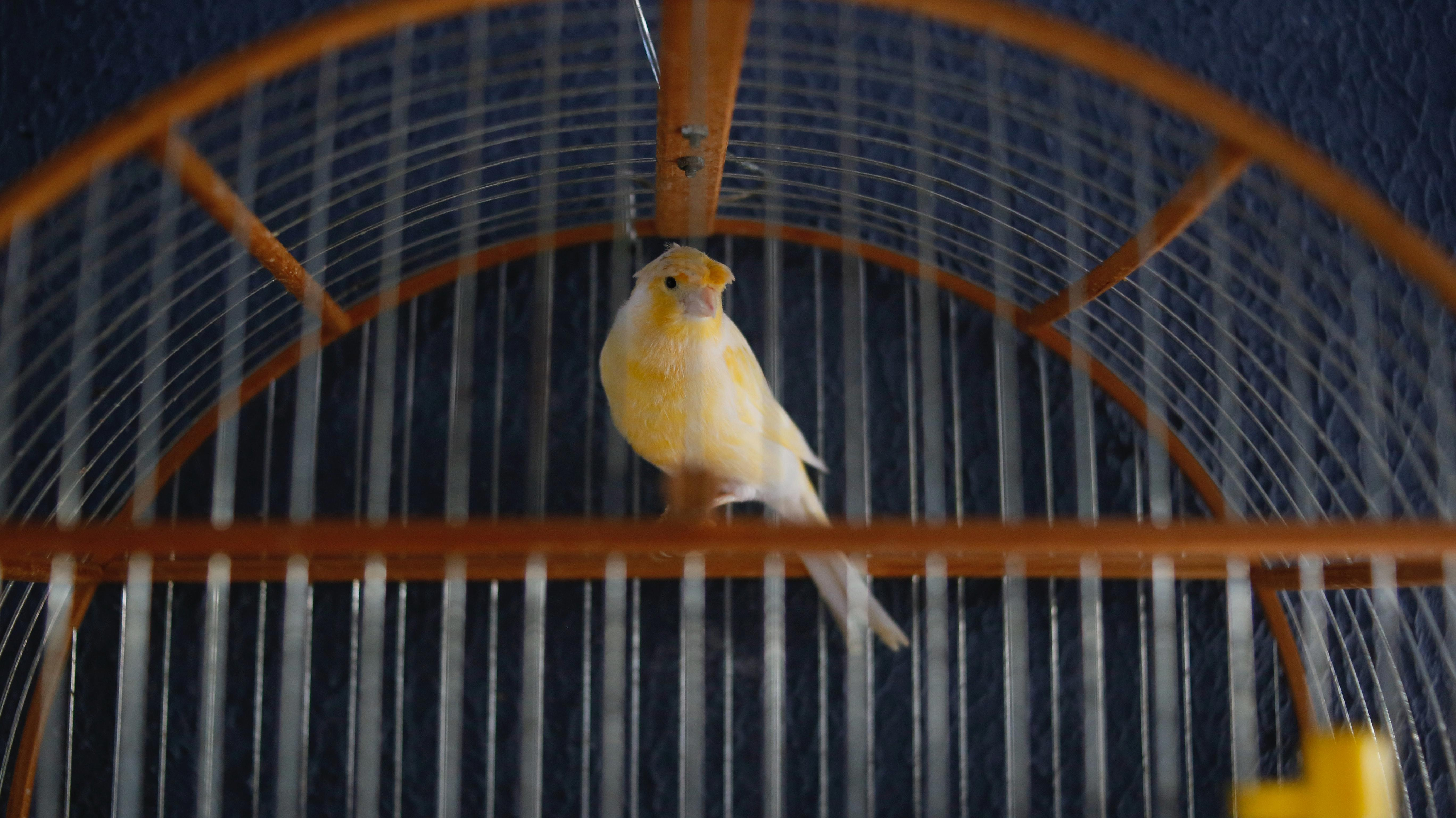 Can My Pet Bird Master Fun Games? Unlocking the Joy of Playtime with Your Avian Friend