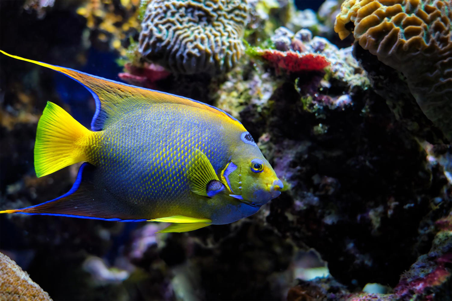 Making the Transition: Tips for Acclimating Your Fish to a New Tank