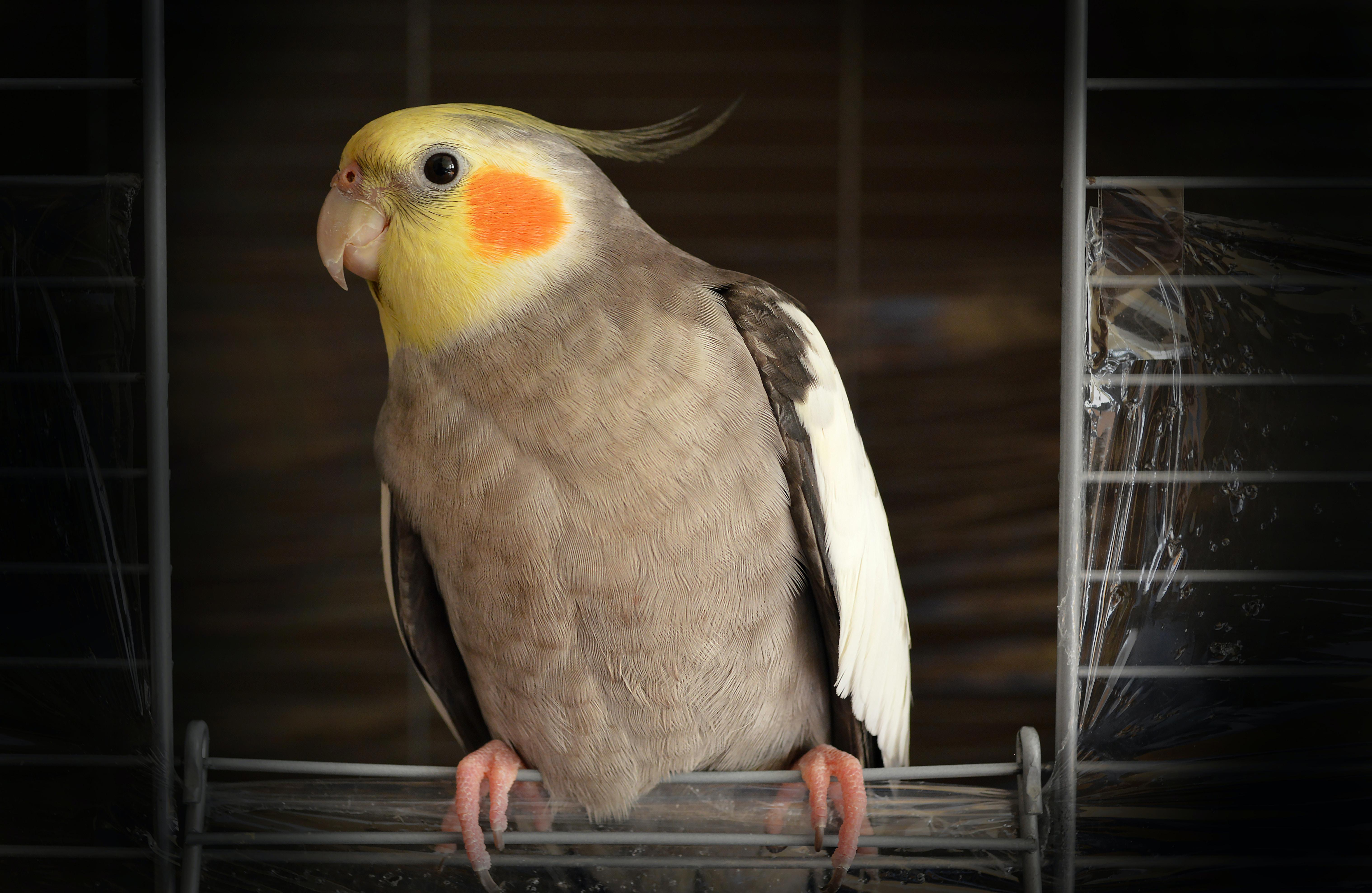 The Pros and Cons of Letting Your Bird Live Solo: Is Your Pet Feeling Lonely?