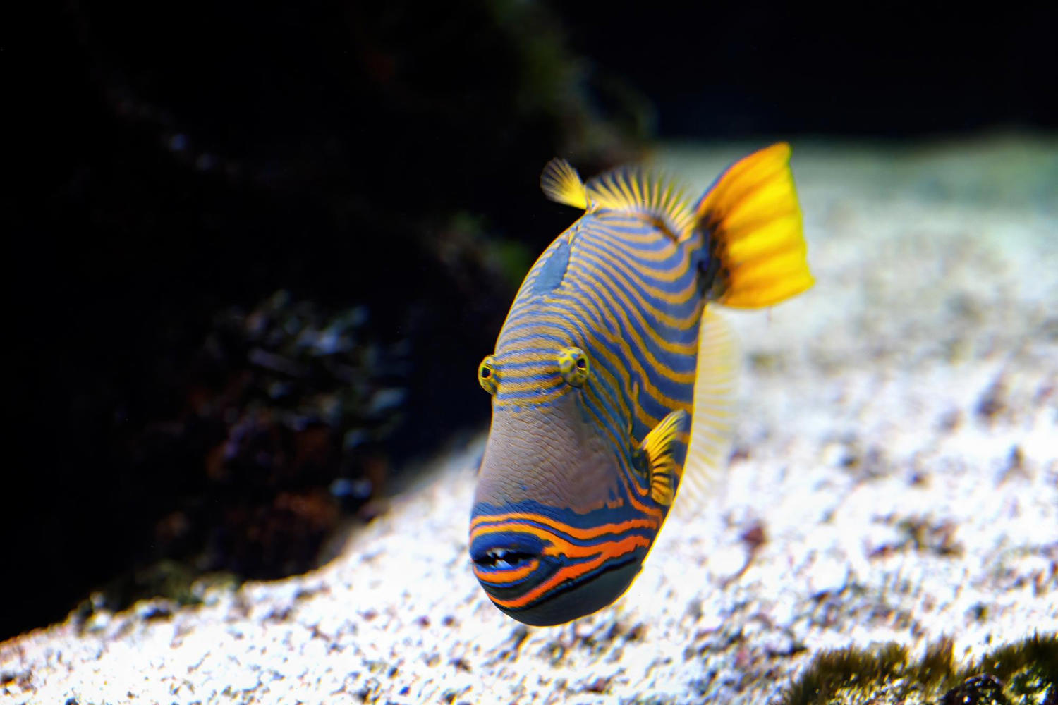 A Guide to Changing the Water in Your Fish Tank: How Often Should You Do It?