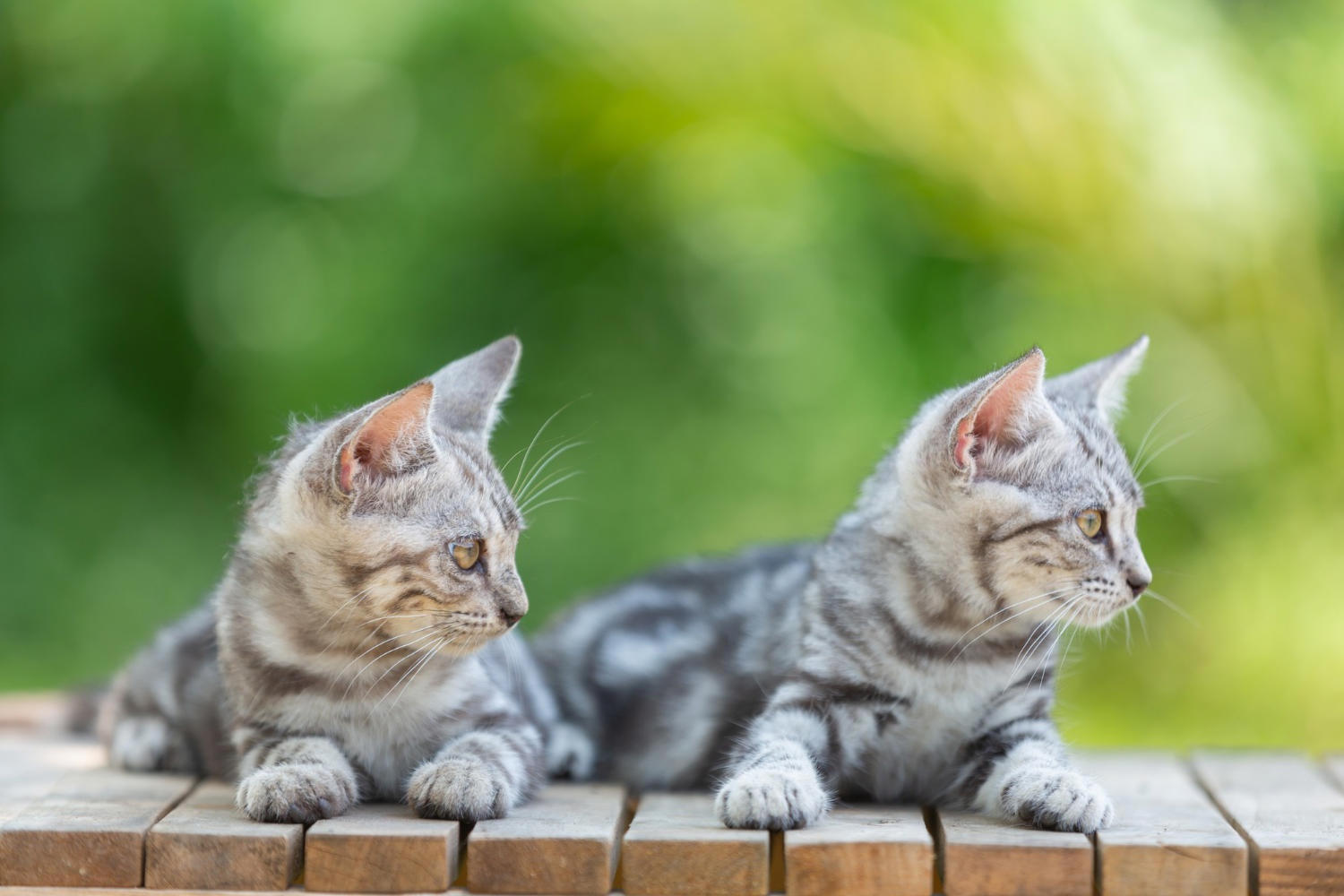 Feline Fascination: Exploring Why Cats Climb Trees