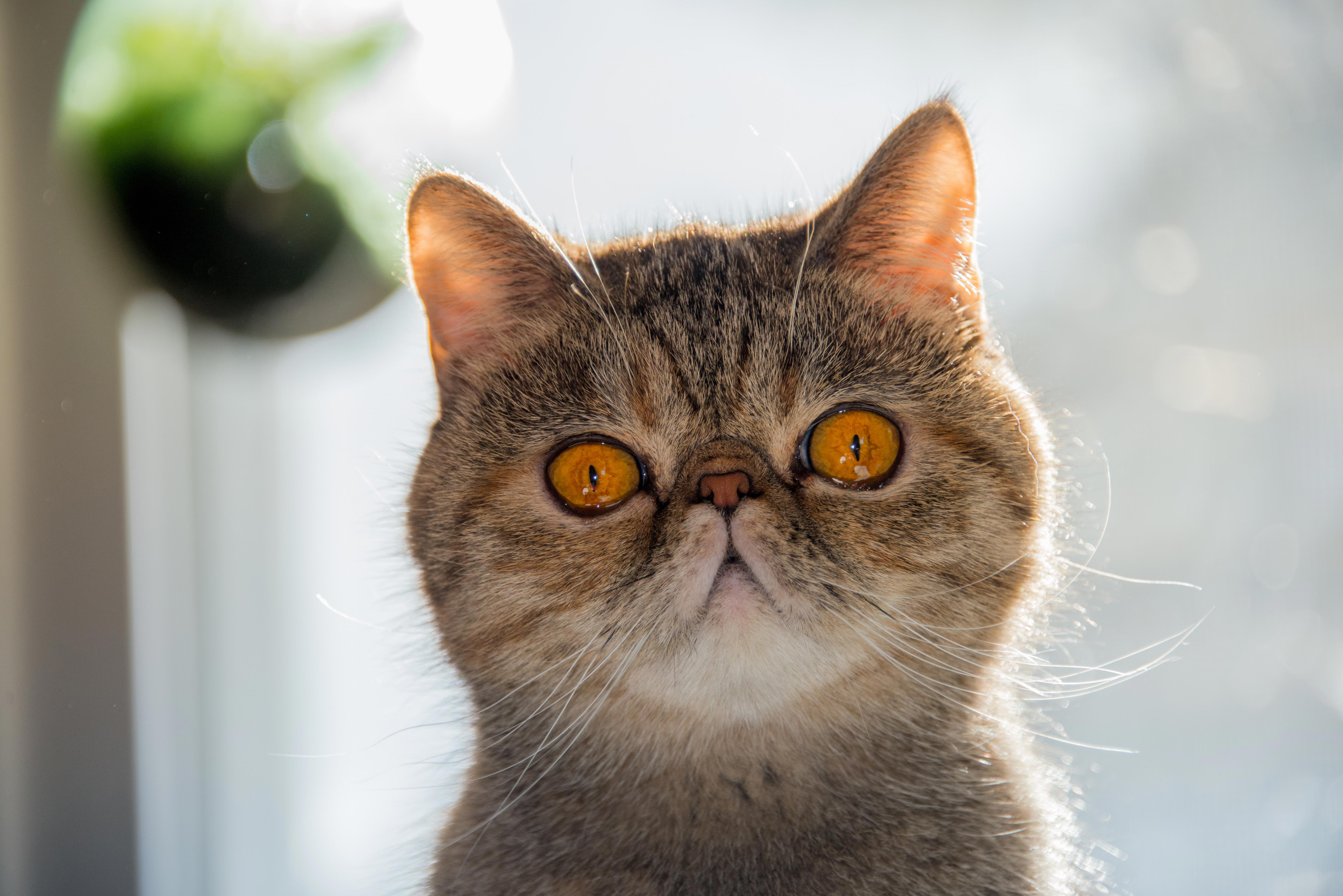 Unlocking the Mystery: Do Cats Understand Different Human Languages?