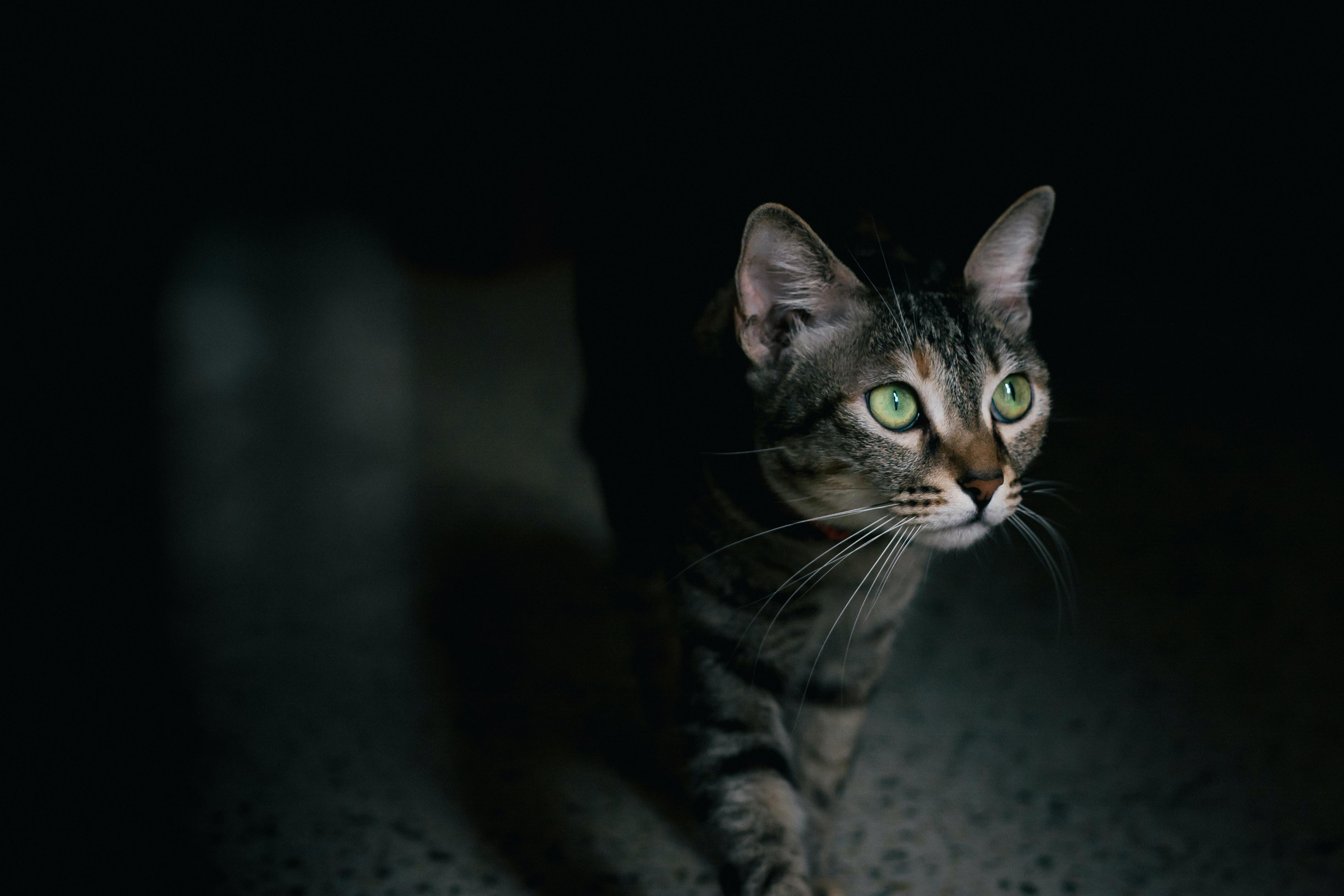 Unraveling the Mystery Behind Cats' Meows