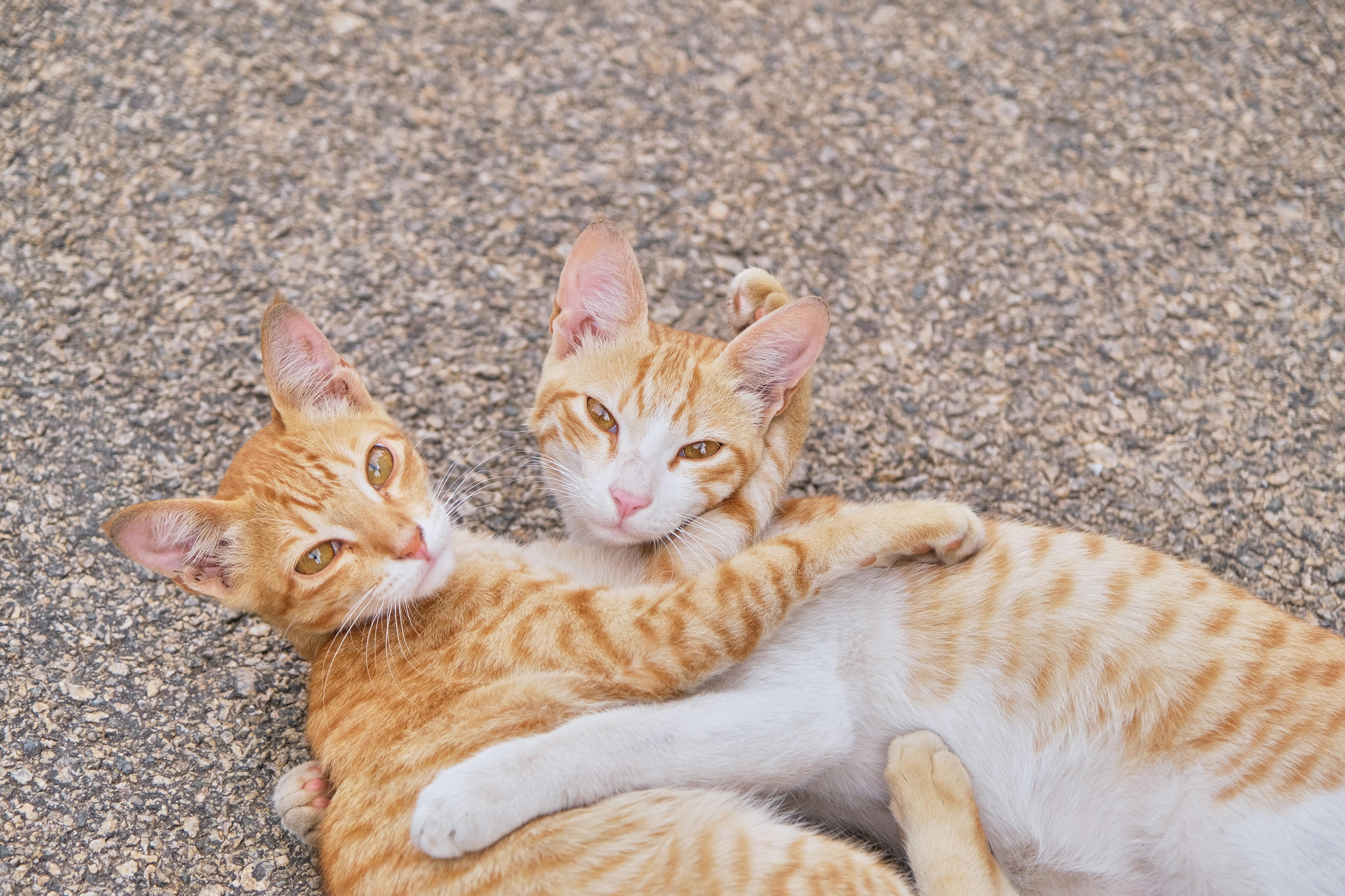 The Fascinating Reason Behind Cats' Self-Grooming: Exploring the Purr-pose of Cat Licking
