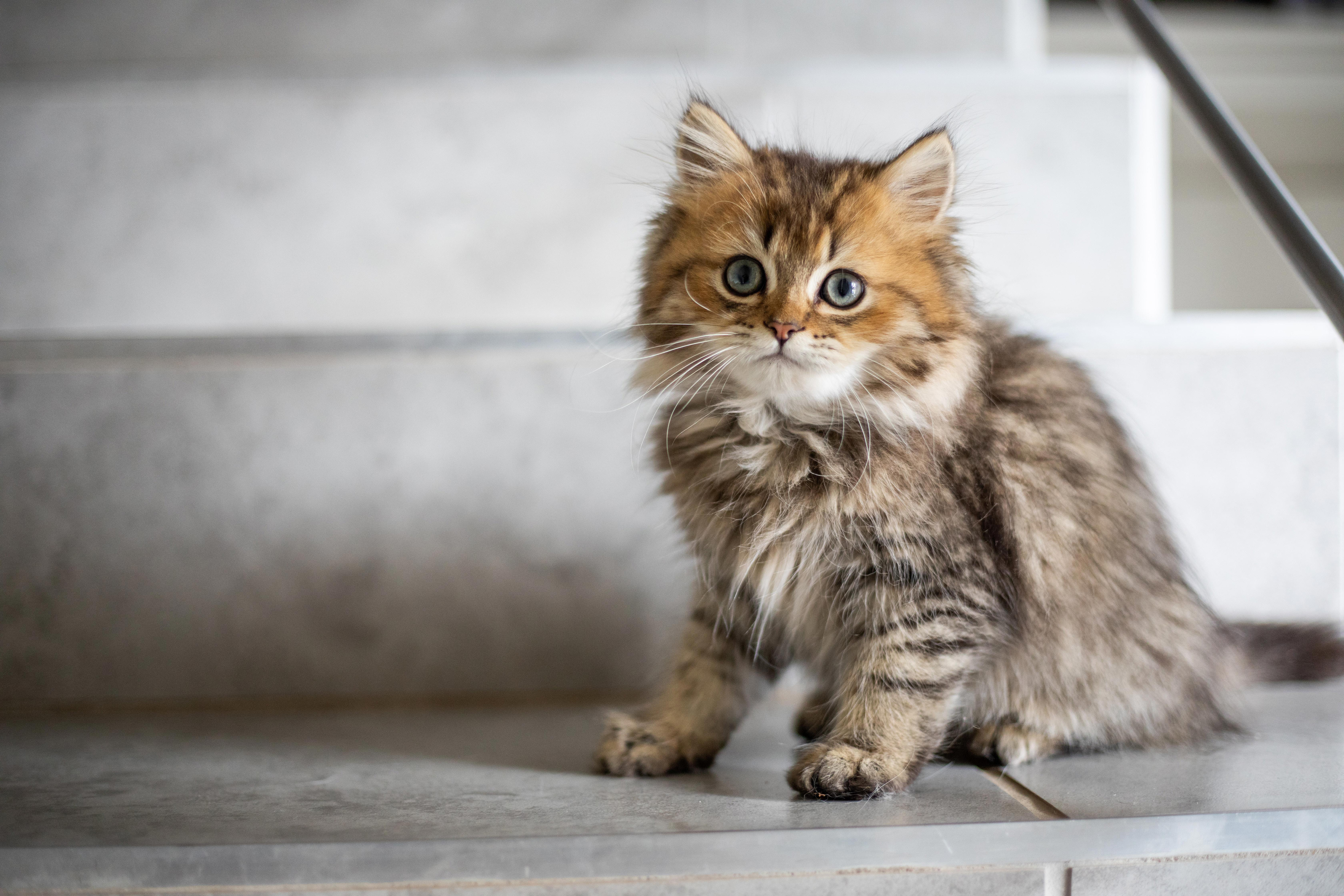 The Benefits of Vaccinating Your Feline Companion: Why Cats Need Vaccines