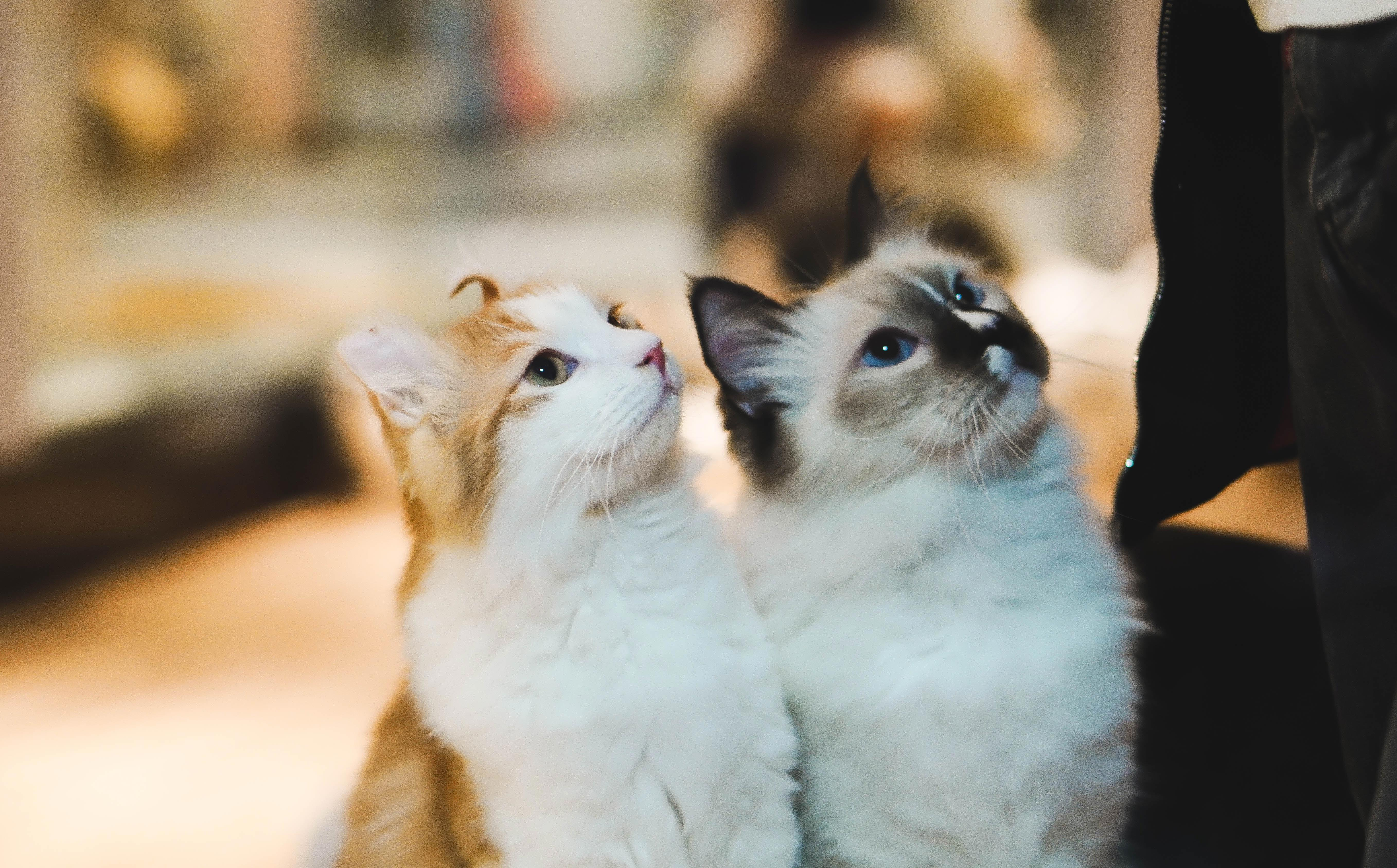 Exploring the Mysterious Language of Cats: Do Cats Really Talk to Each Other?