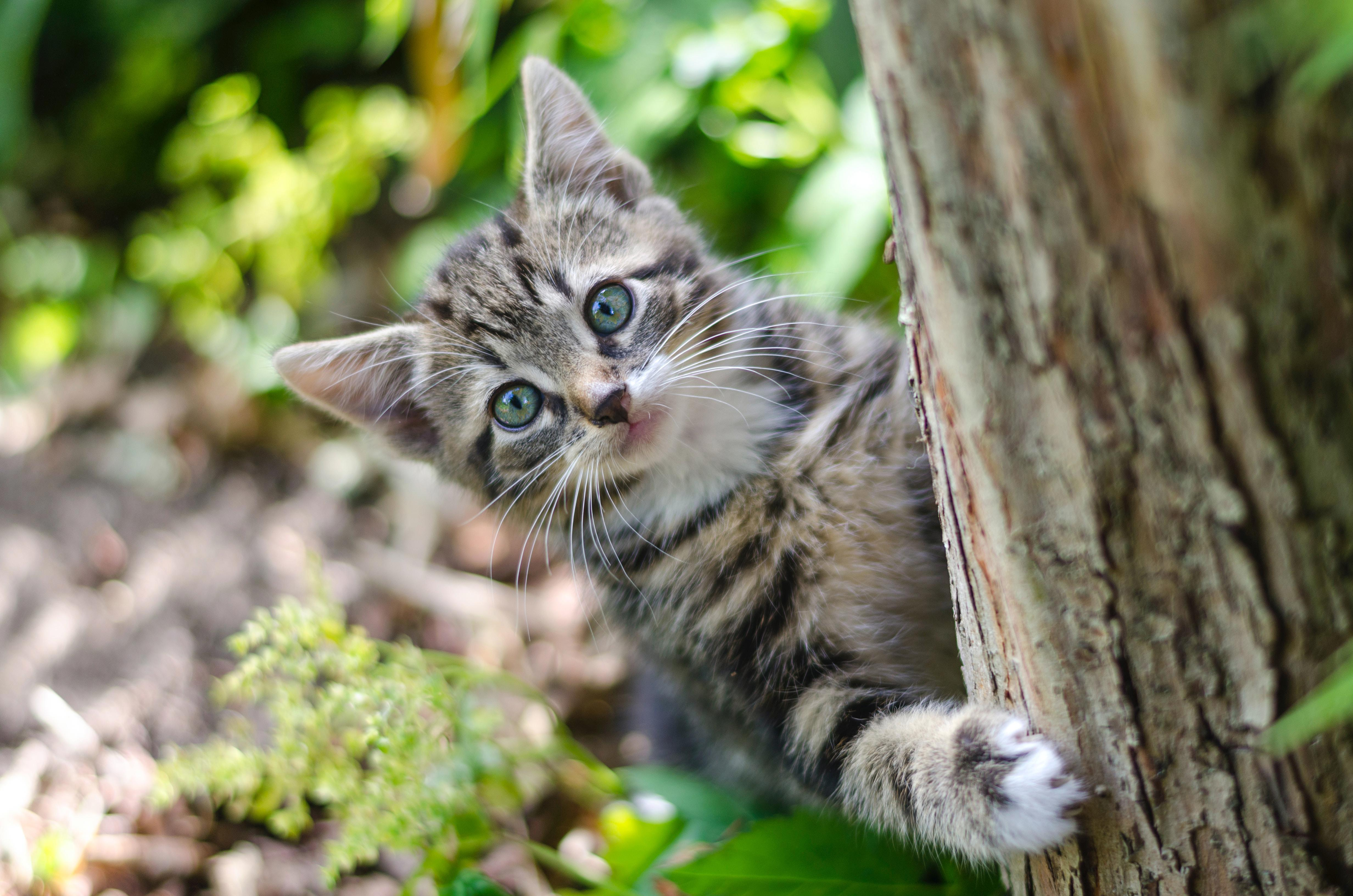 Understanding and Preventing Hairballs in Cats