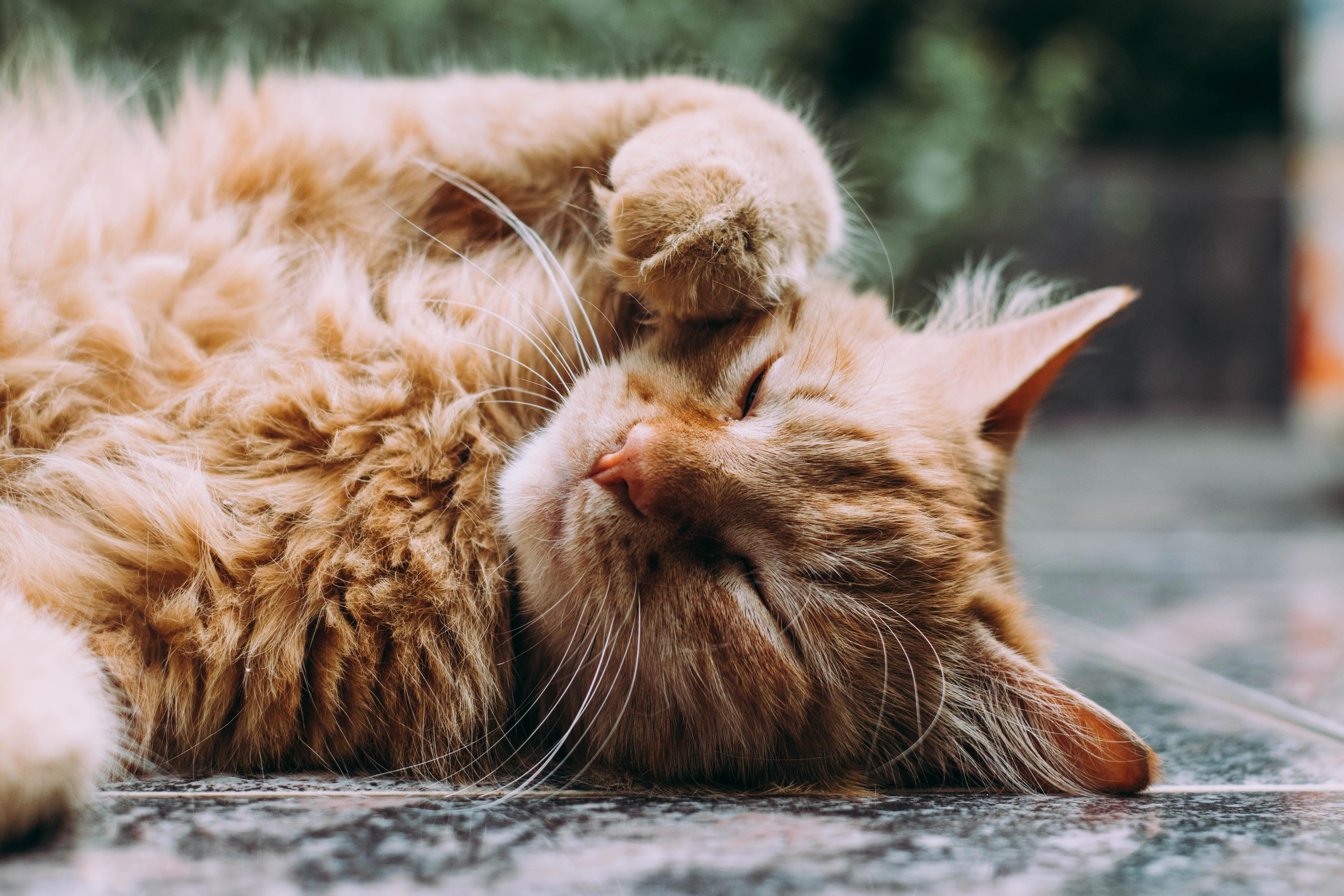 Solving Your Cat's Skin Issues: Common Cat Skin Problems and Their Solutions