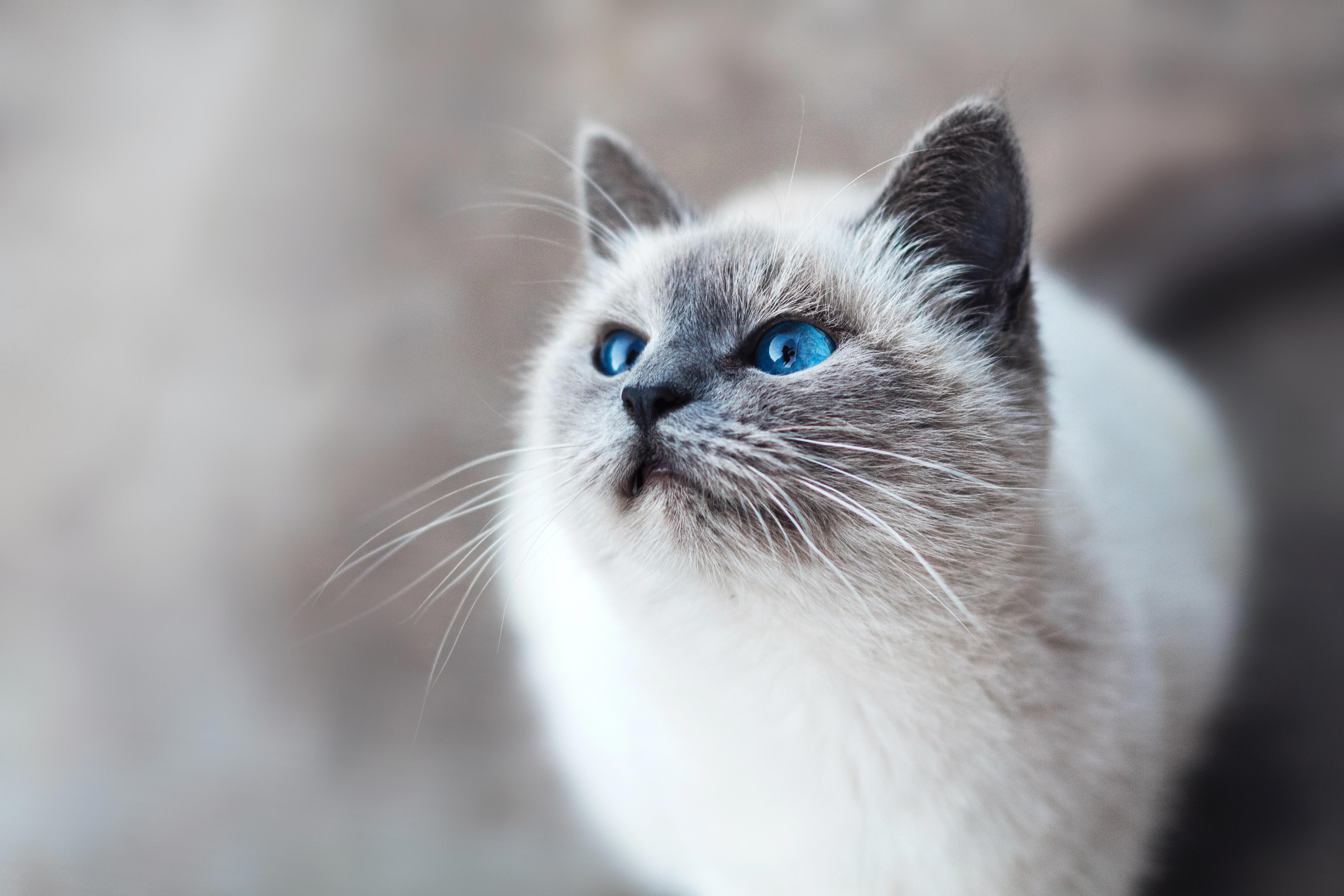 Troubleshooting Tips for When Your Cat Won't Eat