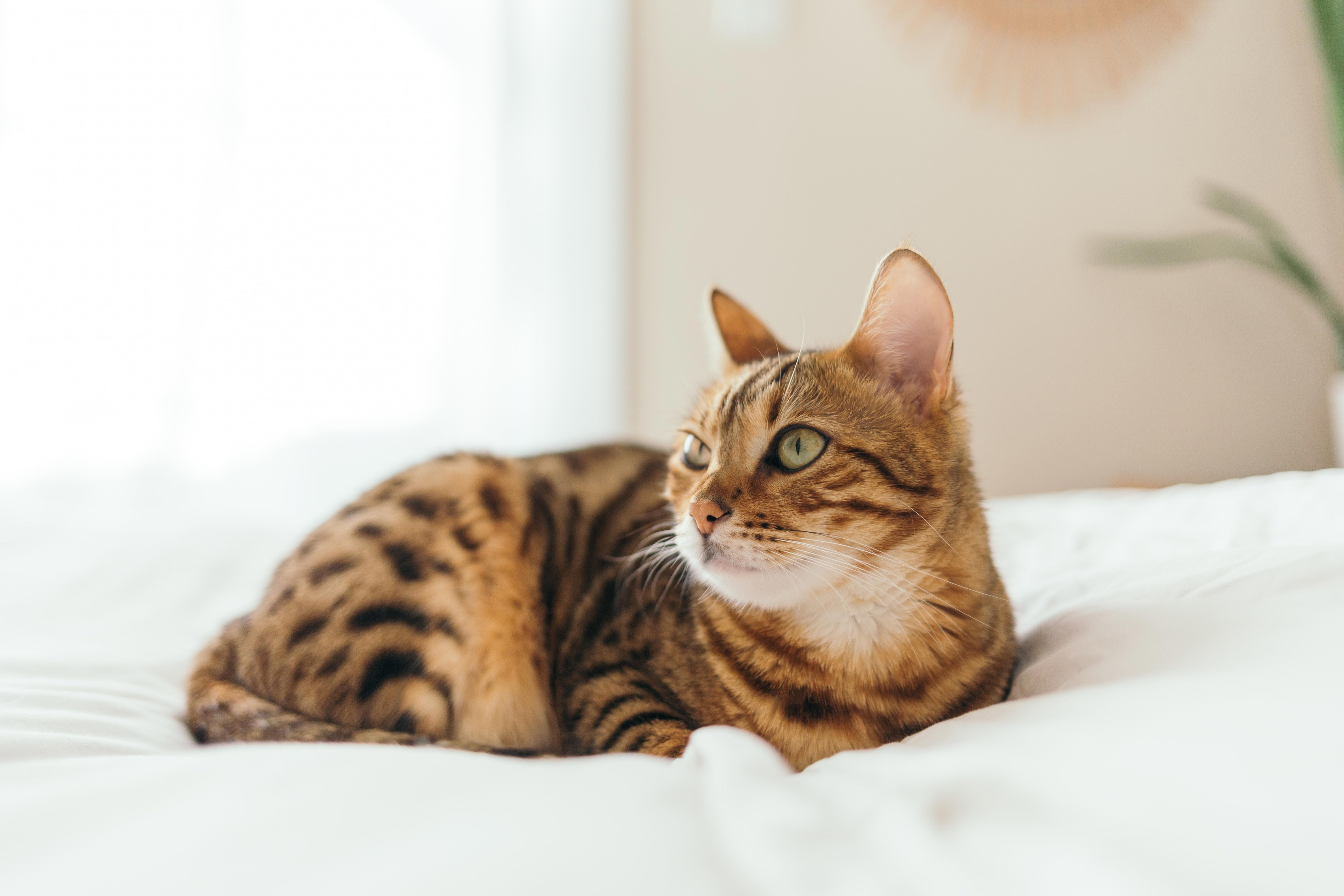 How to Get Rid of Fleas on Your Cat: Tips and Tricks for a Flea-Free Feline