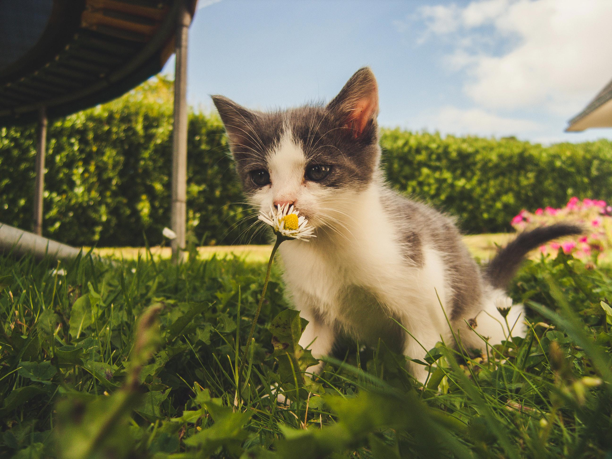 Solving the Mystery of Cat Diarrhea: How to Help Your Feline Friend
