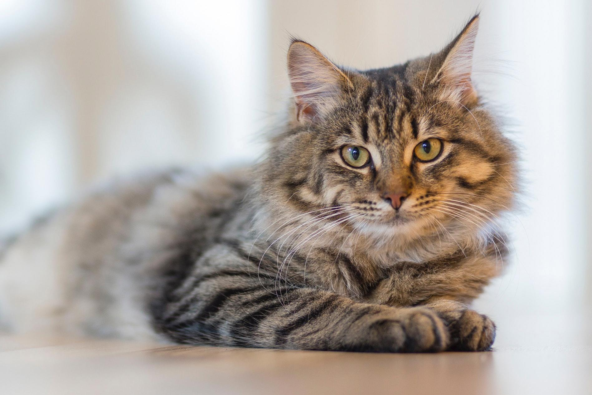 Training Your Cat to Love the Scratching Post: Tips for Keeping Your Furniture Safe