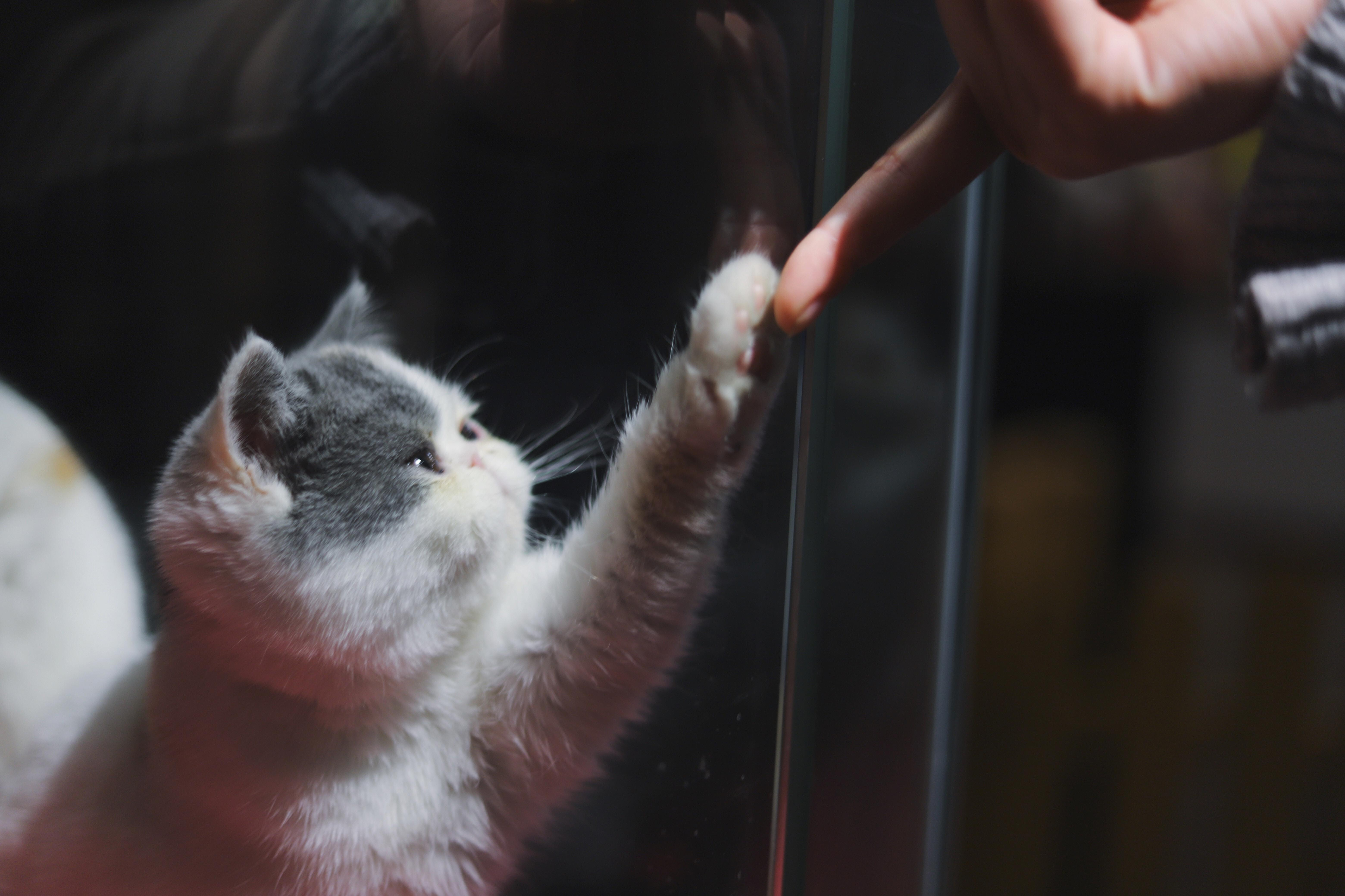 Taming Your Cat's Scratching Habits: Strategies for a Friendly Feline