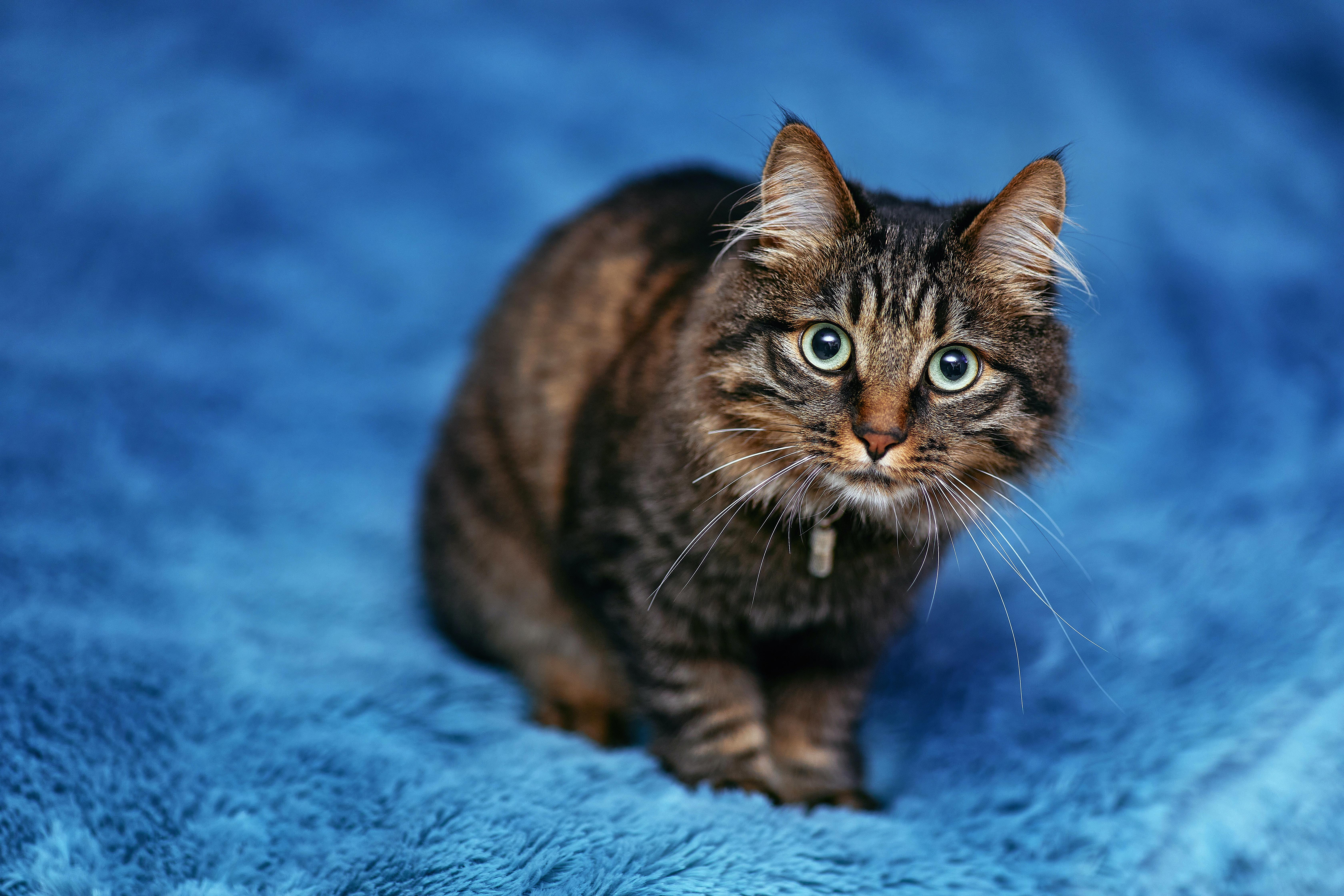 Signs to Look Out For: How to Detect an Ear Infection in Your Cat