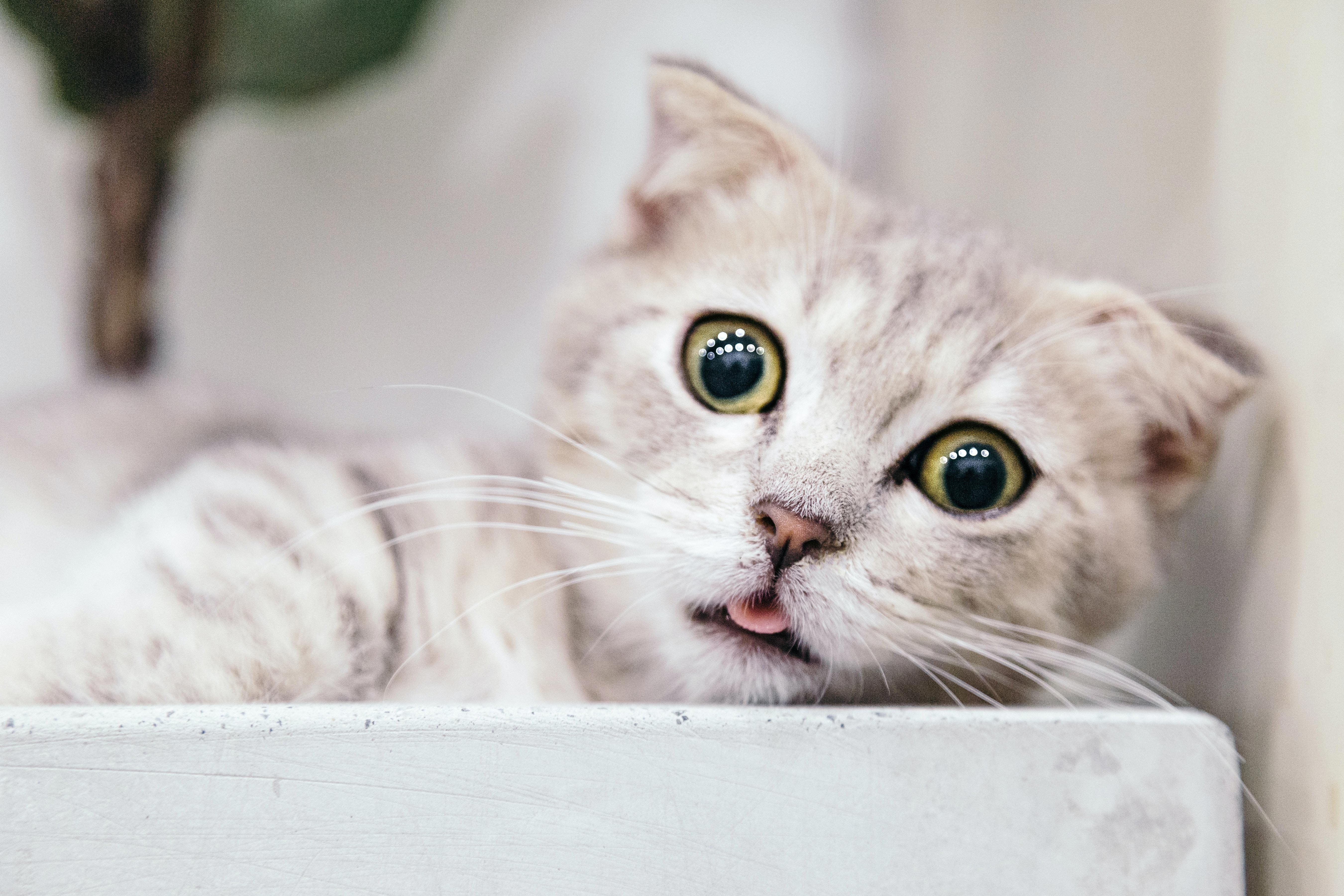 Solving the Mystery: Uncovering the Reasons Behind Your Cat's Unexpected Bathroom Habits