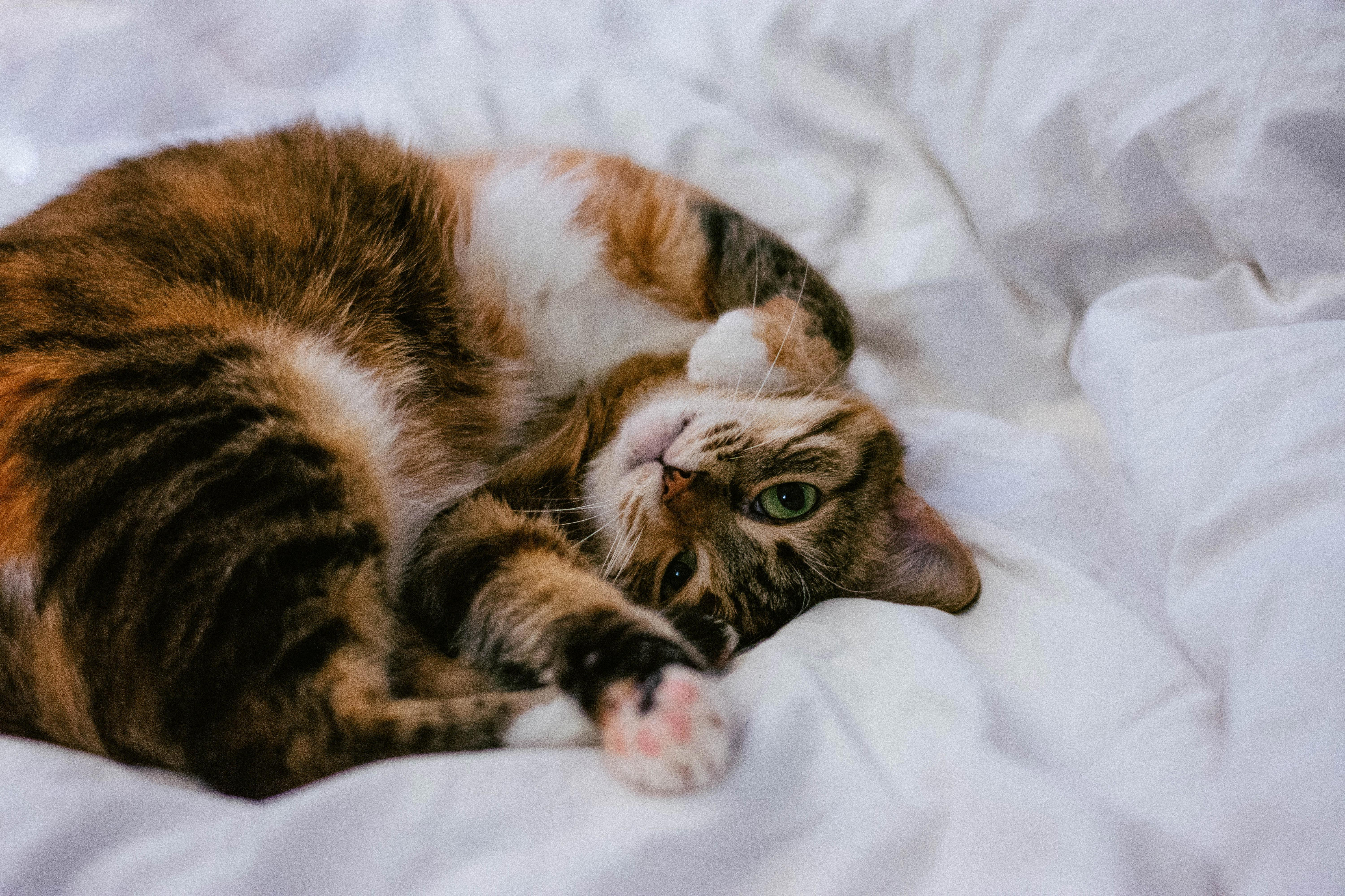 Keeping Your Indoor Cat Active: Tips to Keep Your Feline Friend Happy and Healthy
