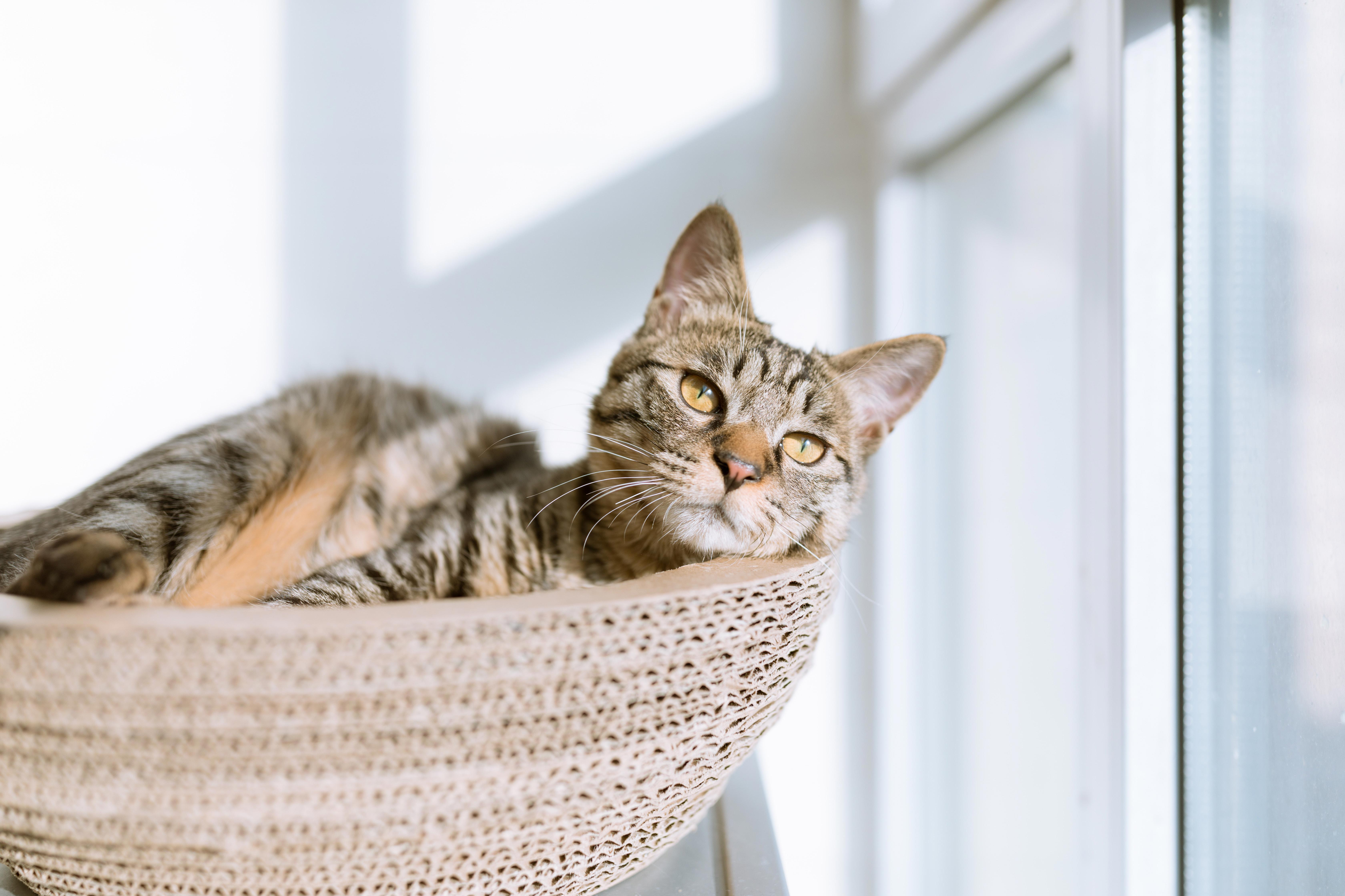 Caring for Your Cat's Teeth: Common Dental Problems and Prevention Strategies