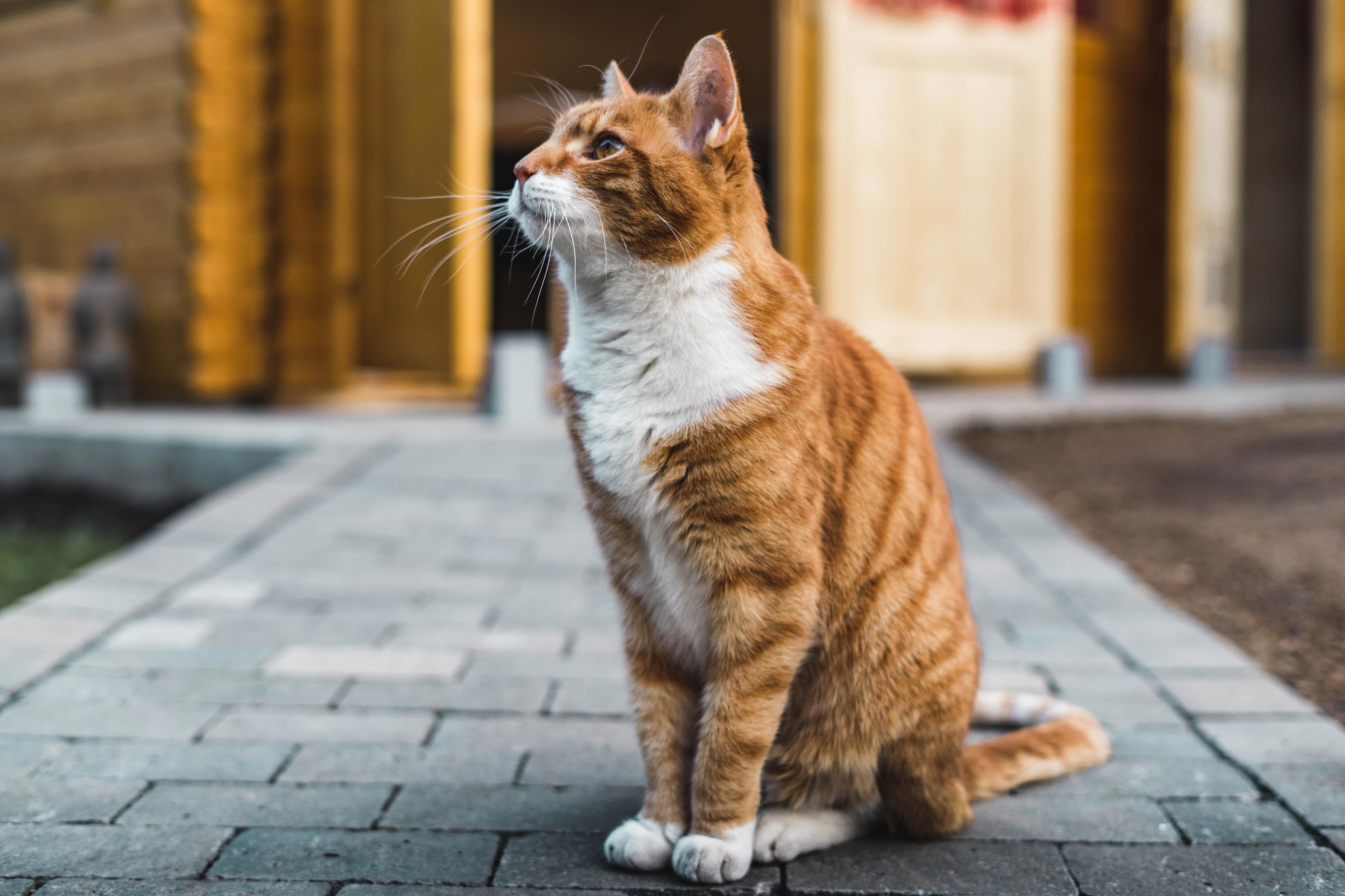 Understanding and Treating Seizures in Cats