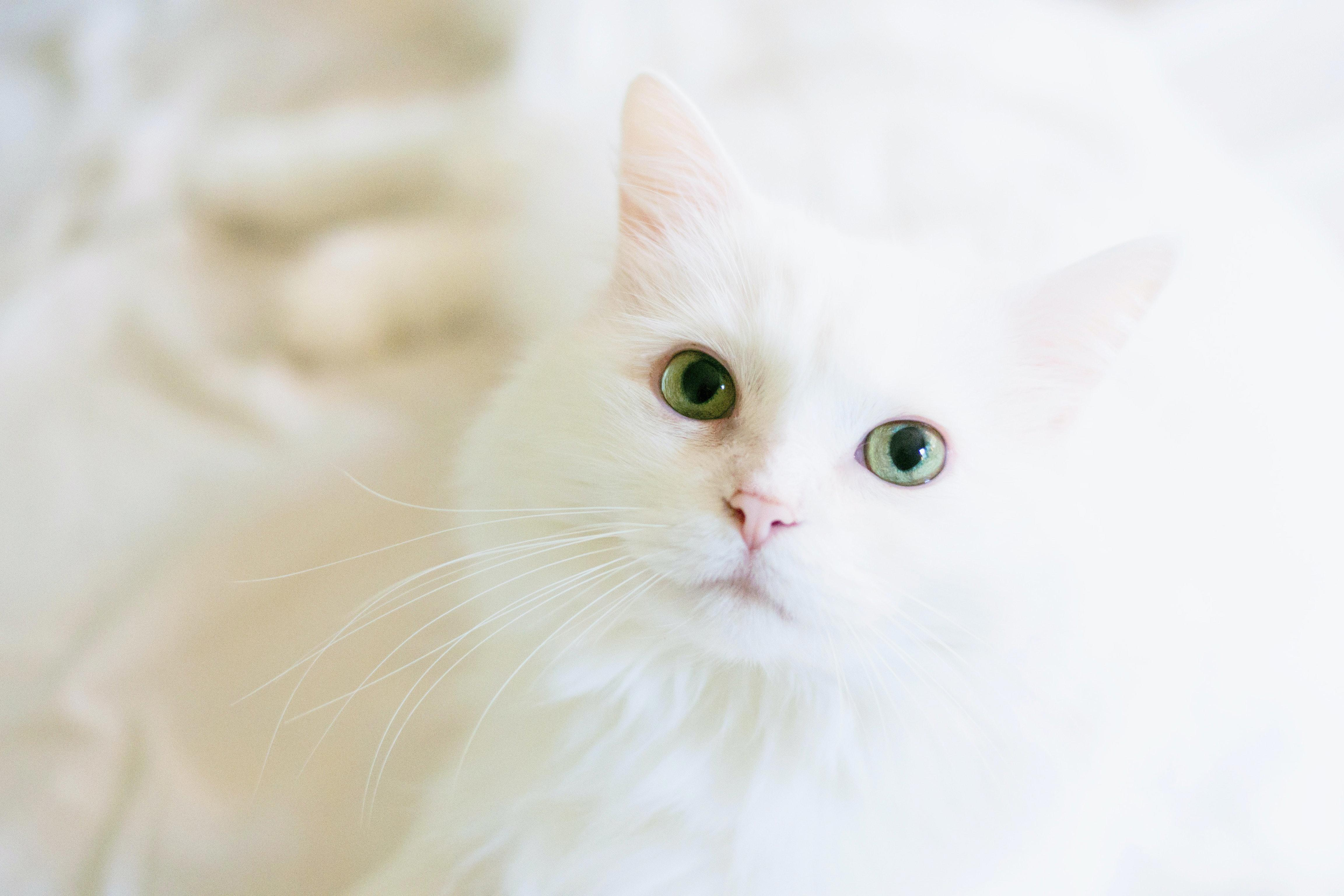 Understanding Your Cat's Needs: Matching Food to Age and Life Stage