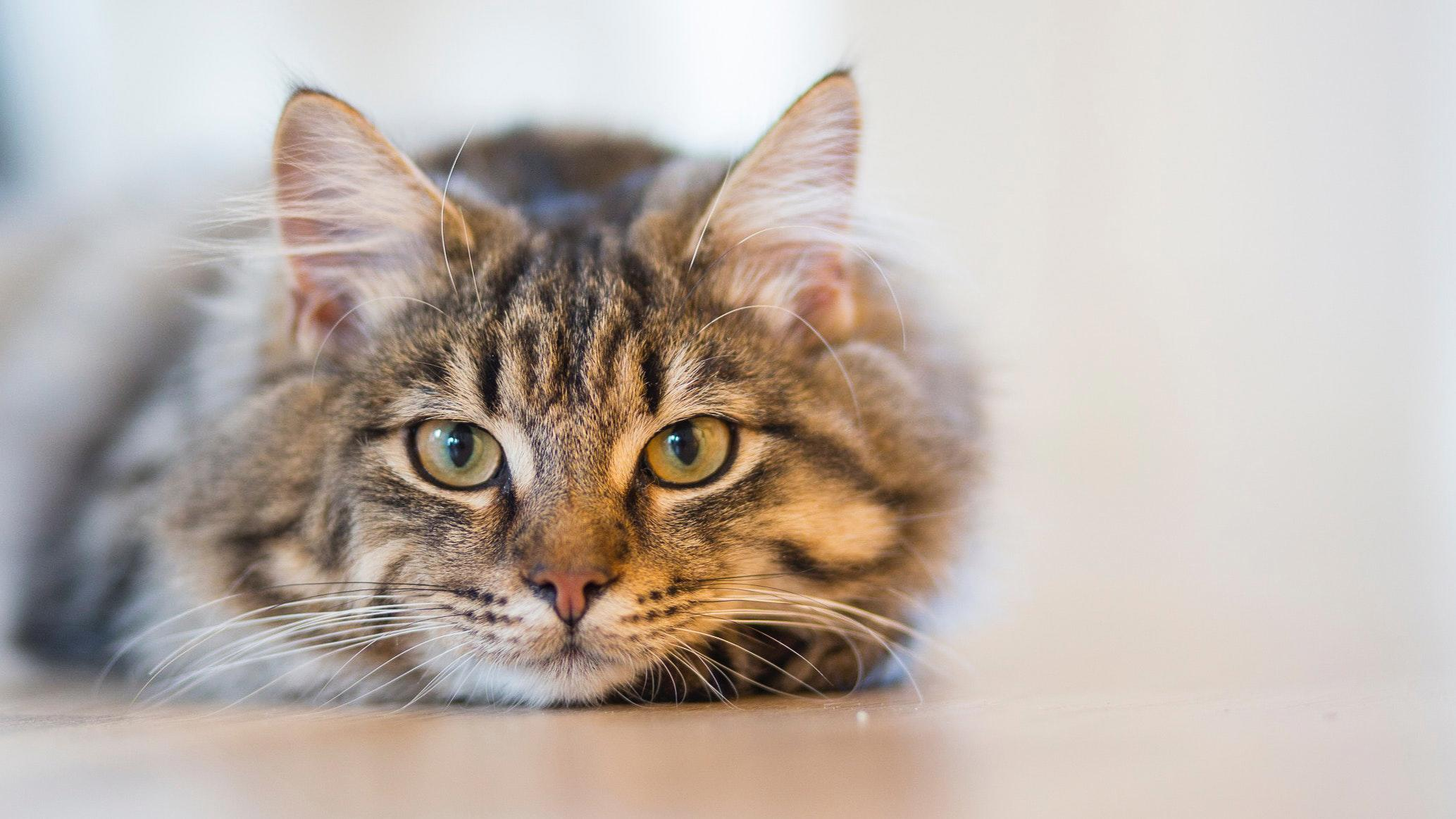 Digestive Issues in Cats: Common Problems and Treatment Options