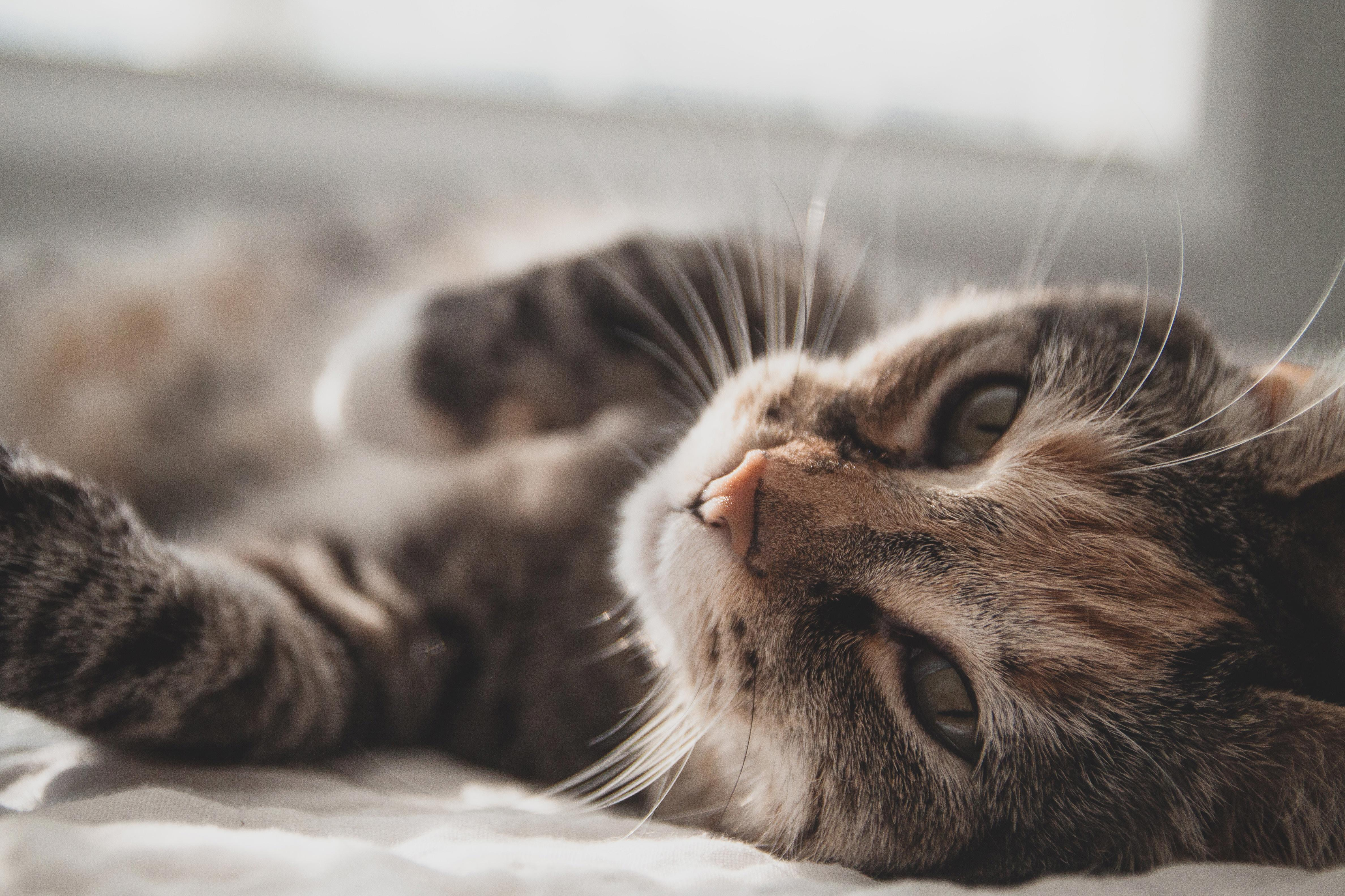 The Purr-fect Guide to Feeding Your Cat: How Much and How Often?