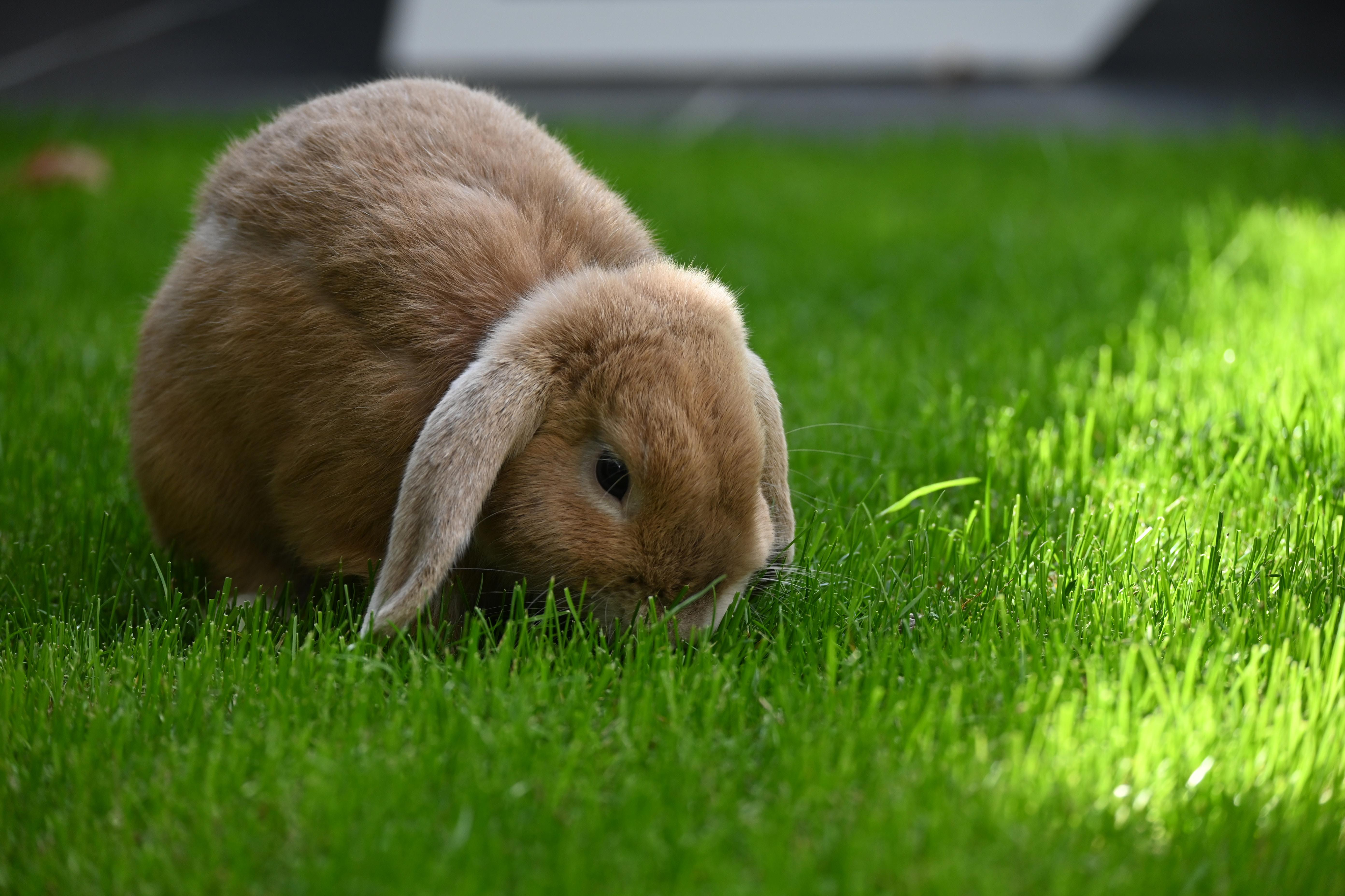 Exploring the Pros and Cons of Keeping Pet Rabbits Outdoors