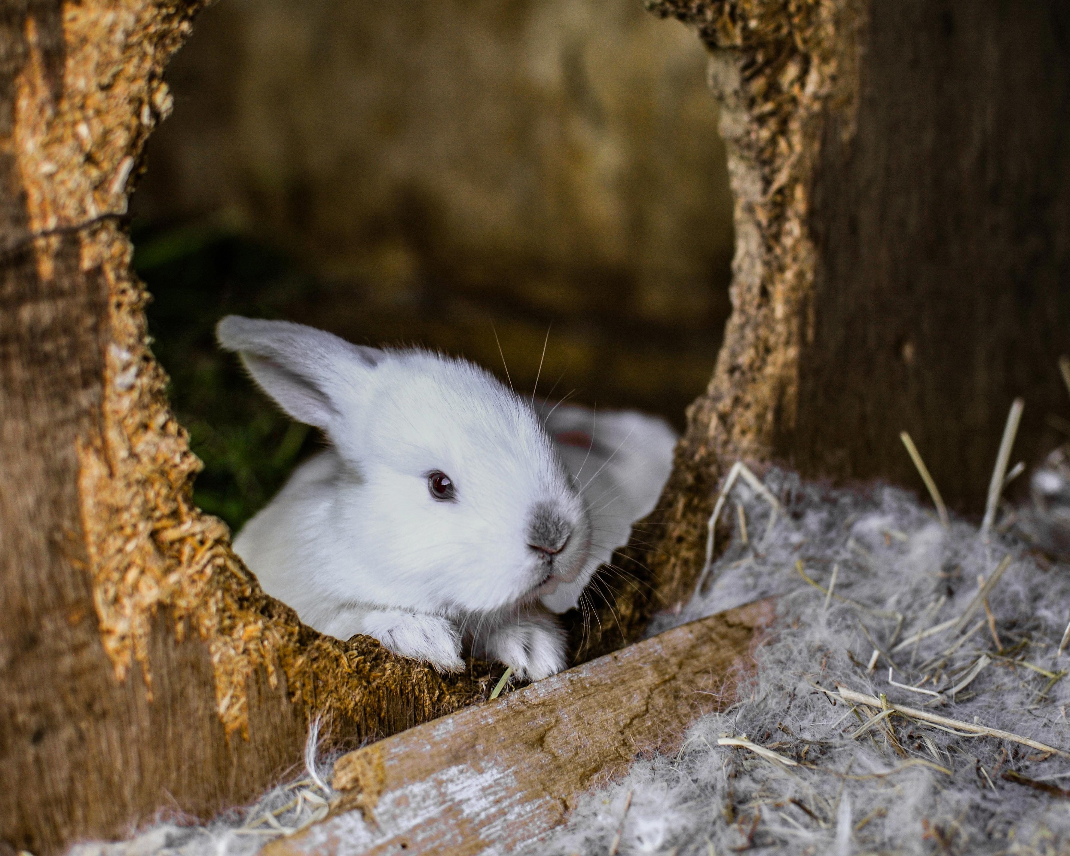 Discovering the Perfect Home for Your Pet Rabbit: A Guide to Choosing the Right Housing