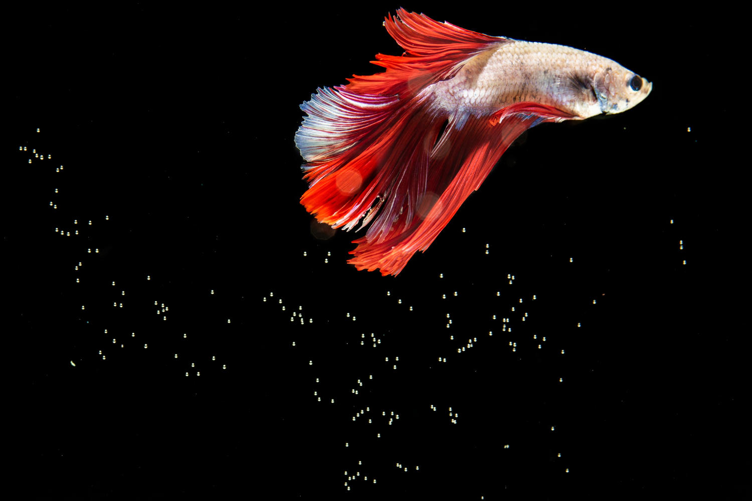 5 Fun Ways to Keep Your Betta Fish Entertained!