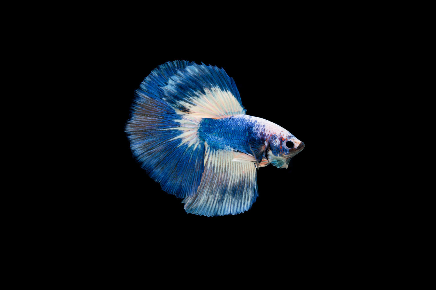 Finding the Perfect Filter for Your Betta Fish - What to Look For