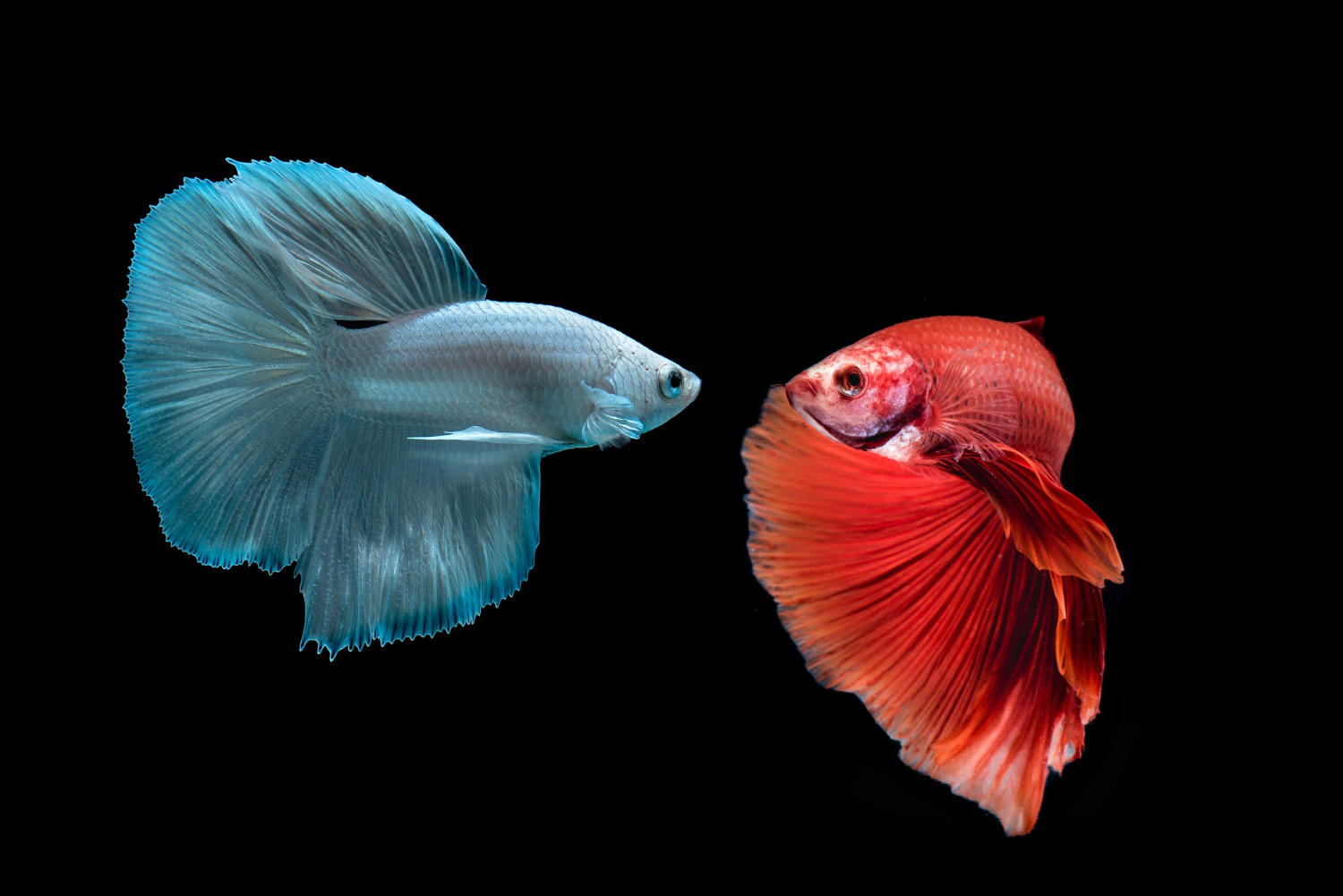 A Guide to Pricing Your New Betta Fish: Understanding the Costs of Owning a Betta