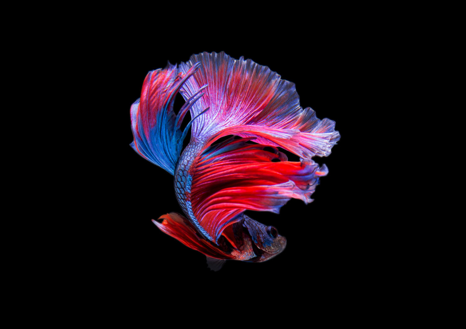 Discovering the Optimal Water Temperature for a Betta Fish