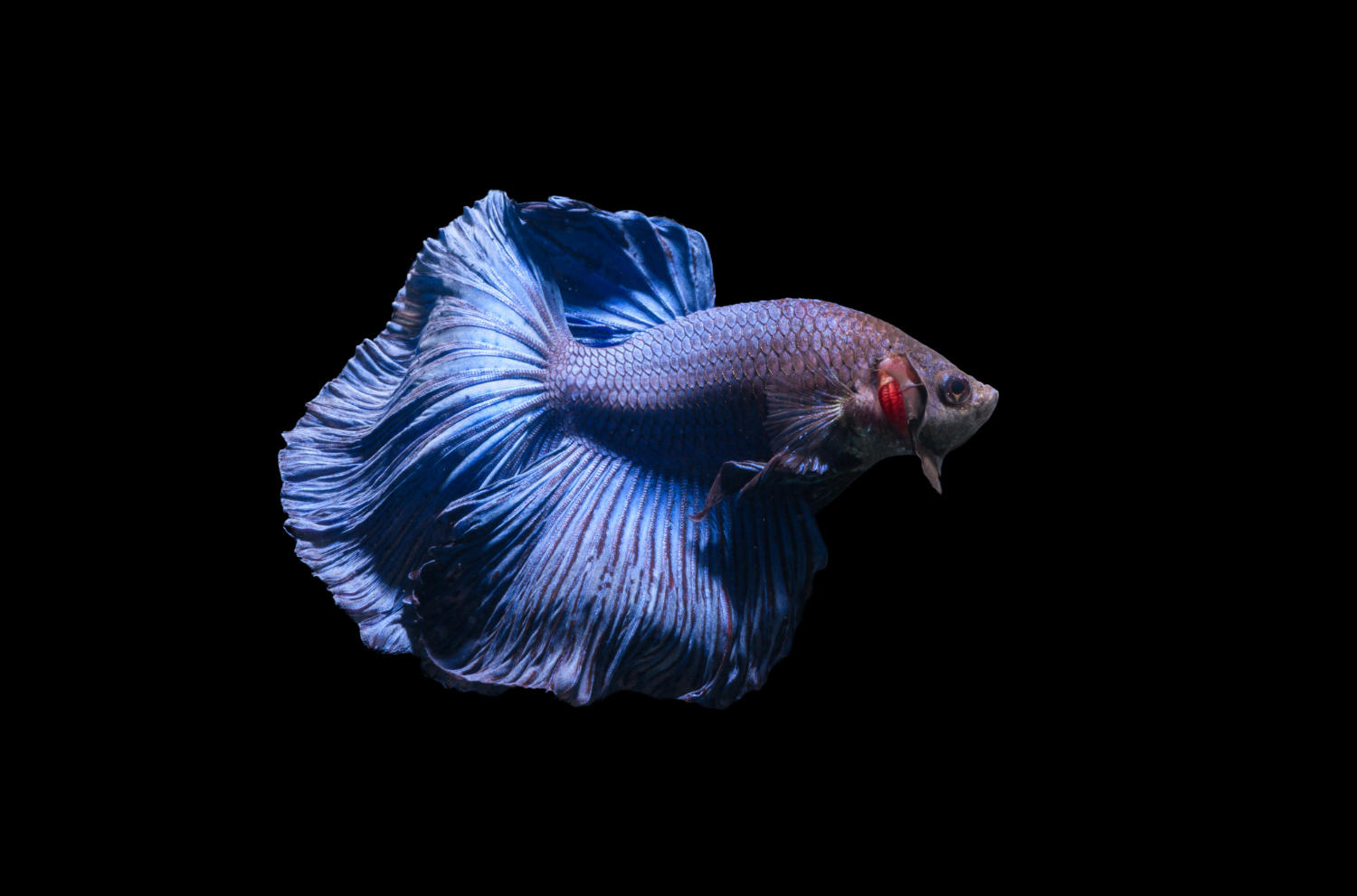 Uncovering the Lifespan of Betta Fish