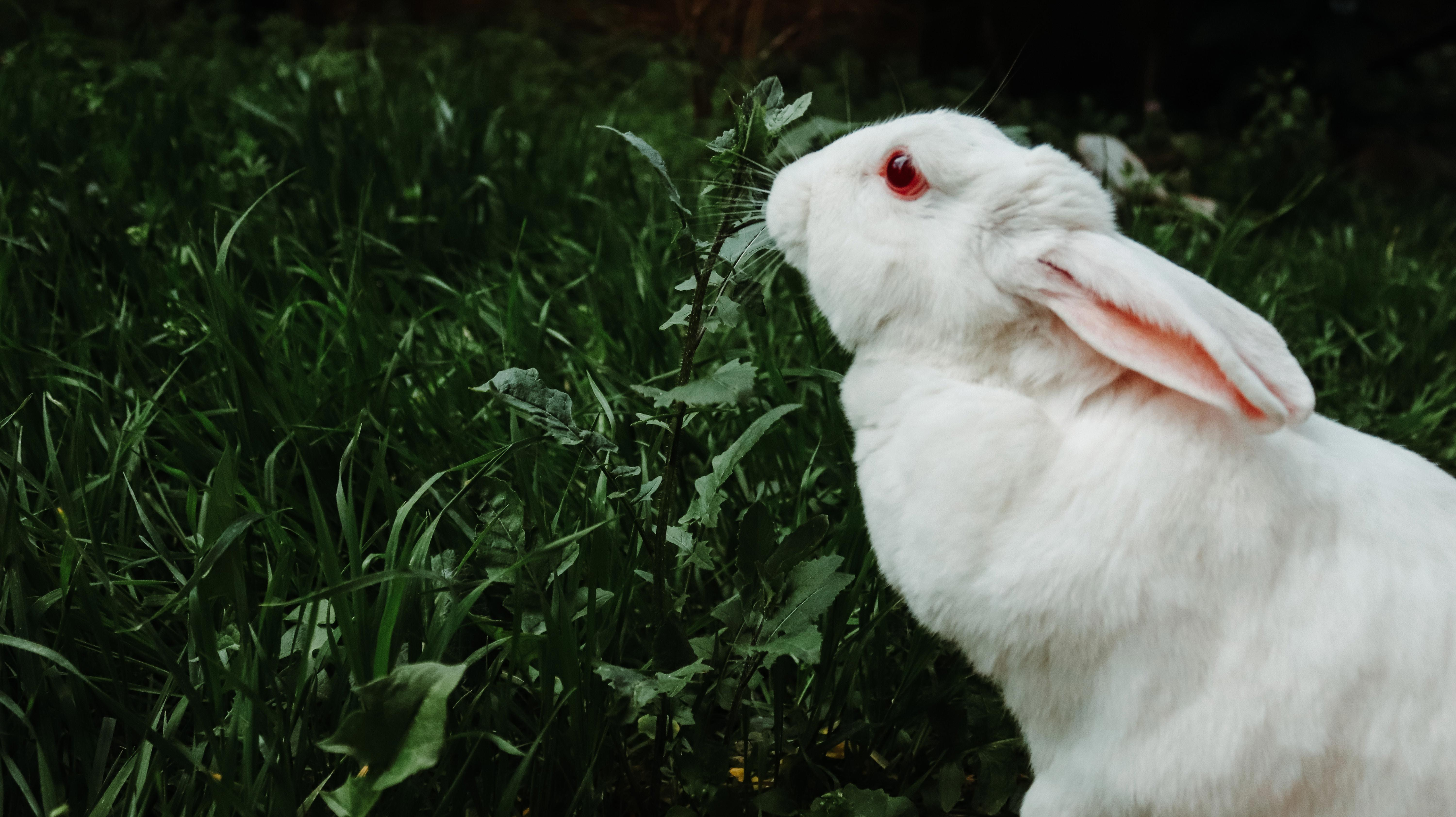 The Hidden Health Risks of Poor Dental Care for Pet Rabbits