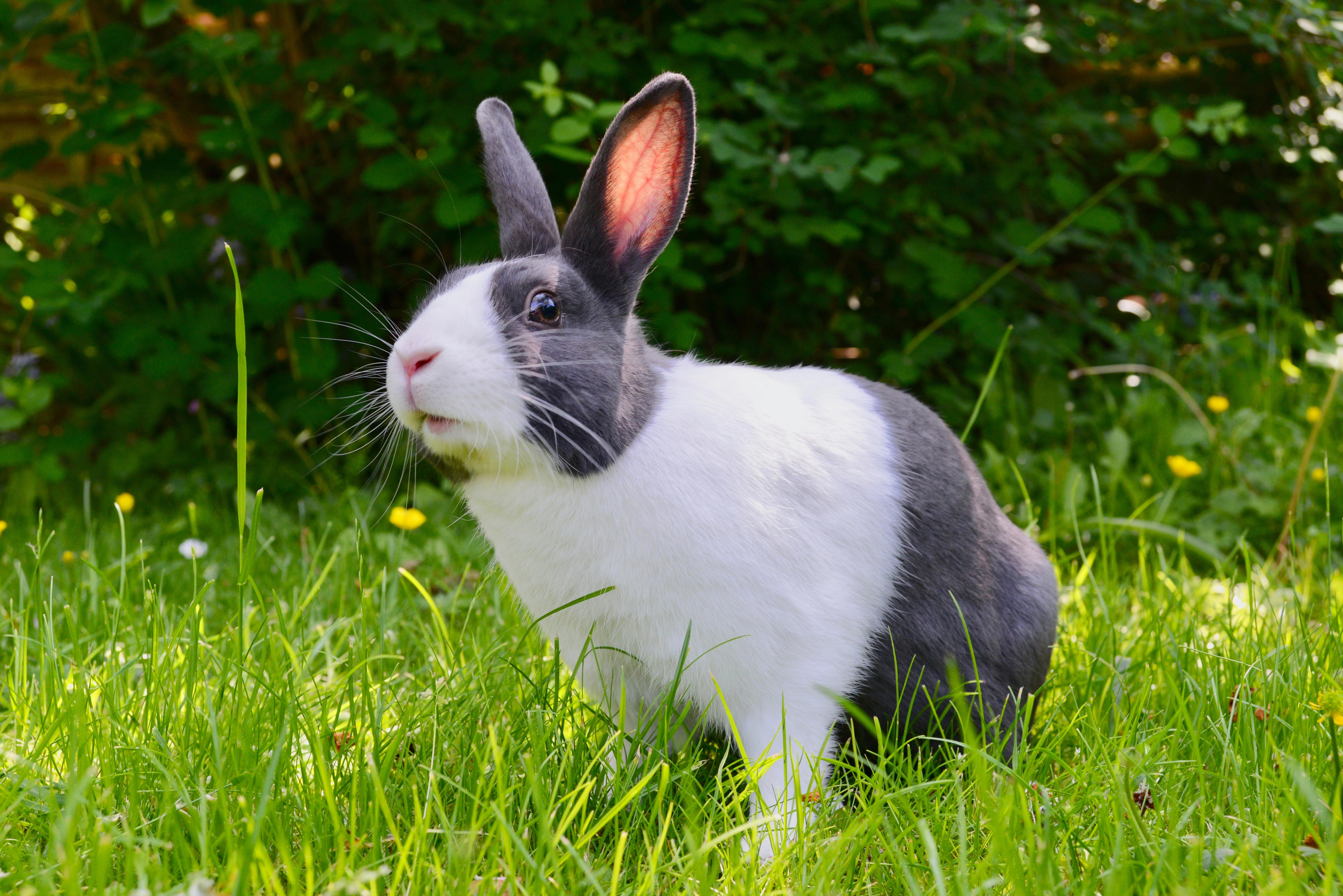 The Benefits of Feeding Hay to Pet Rabbits