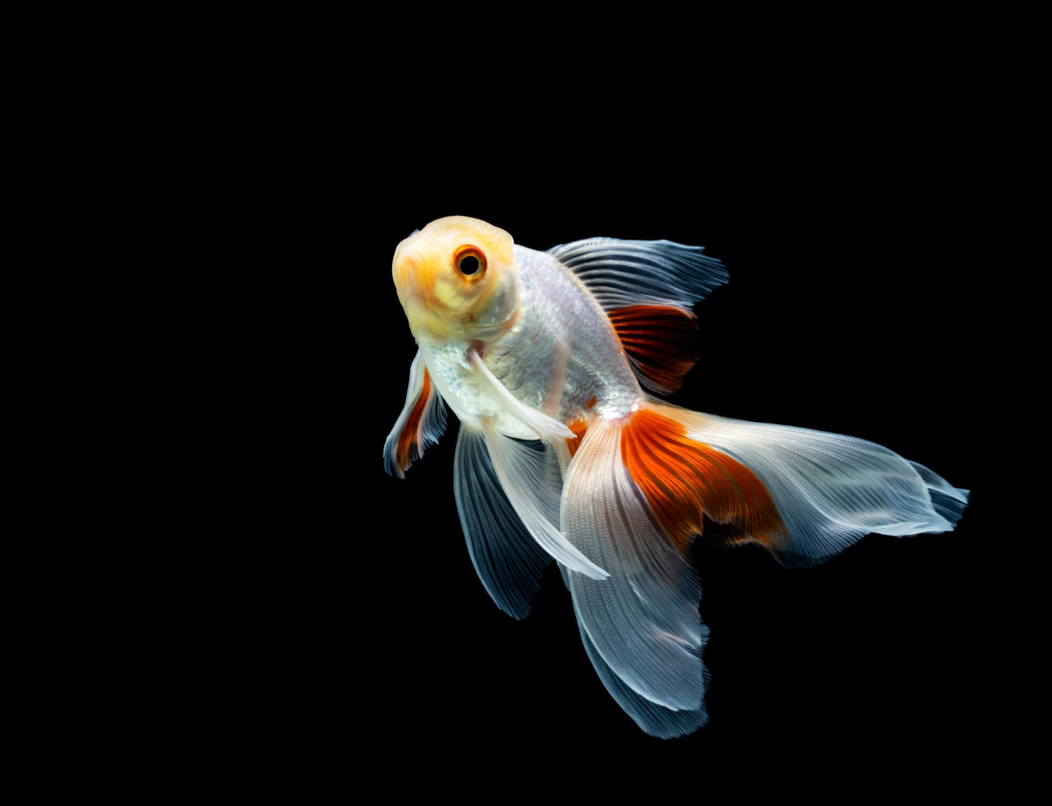 Training Your Betta Fish: Tips and Tricks for Success!
